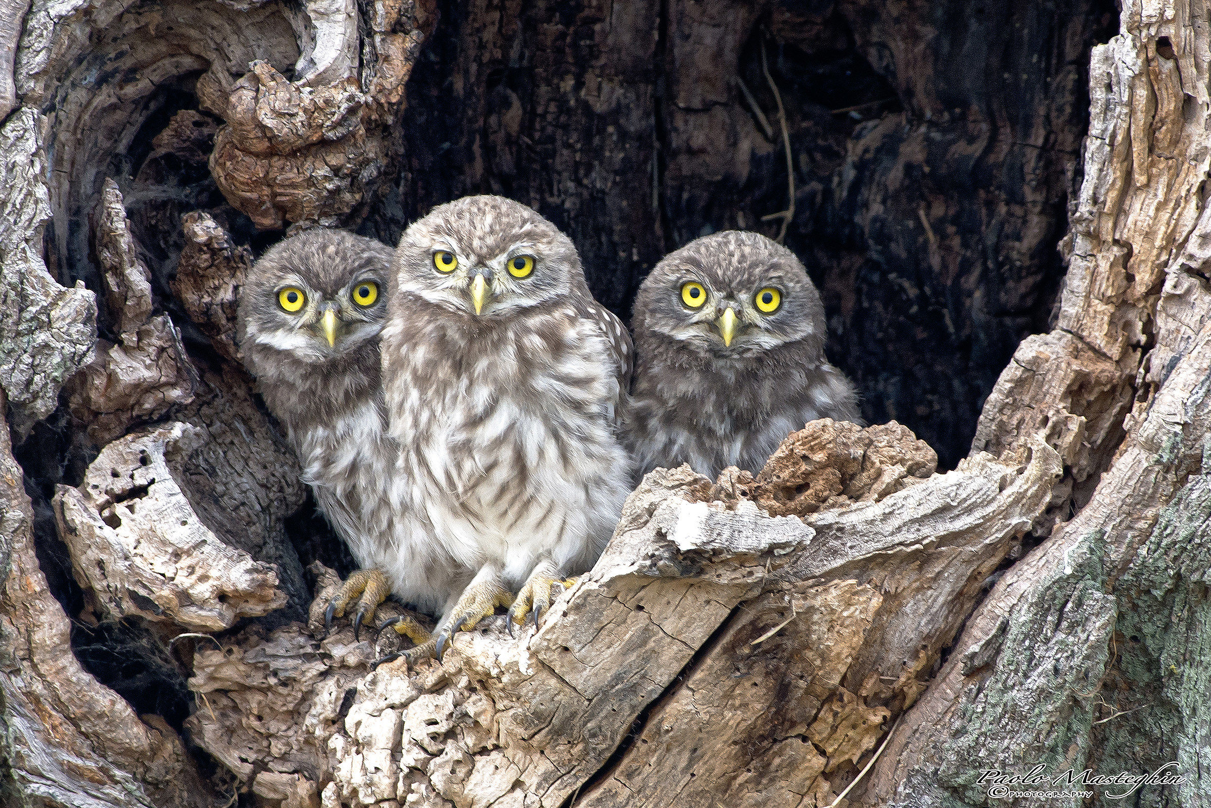 Eyes in the woods ...