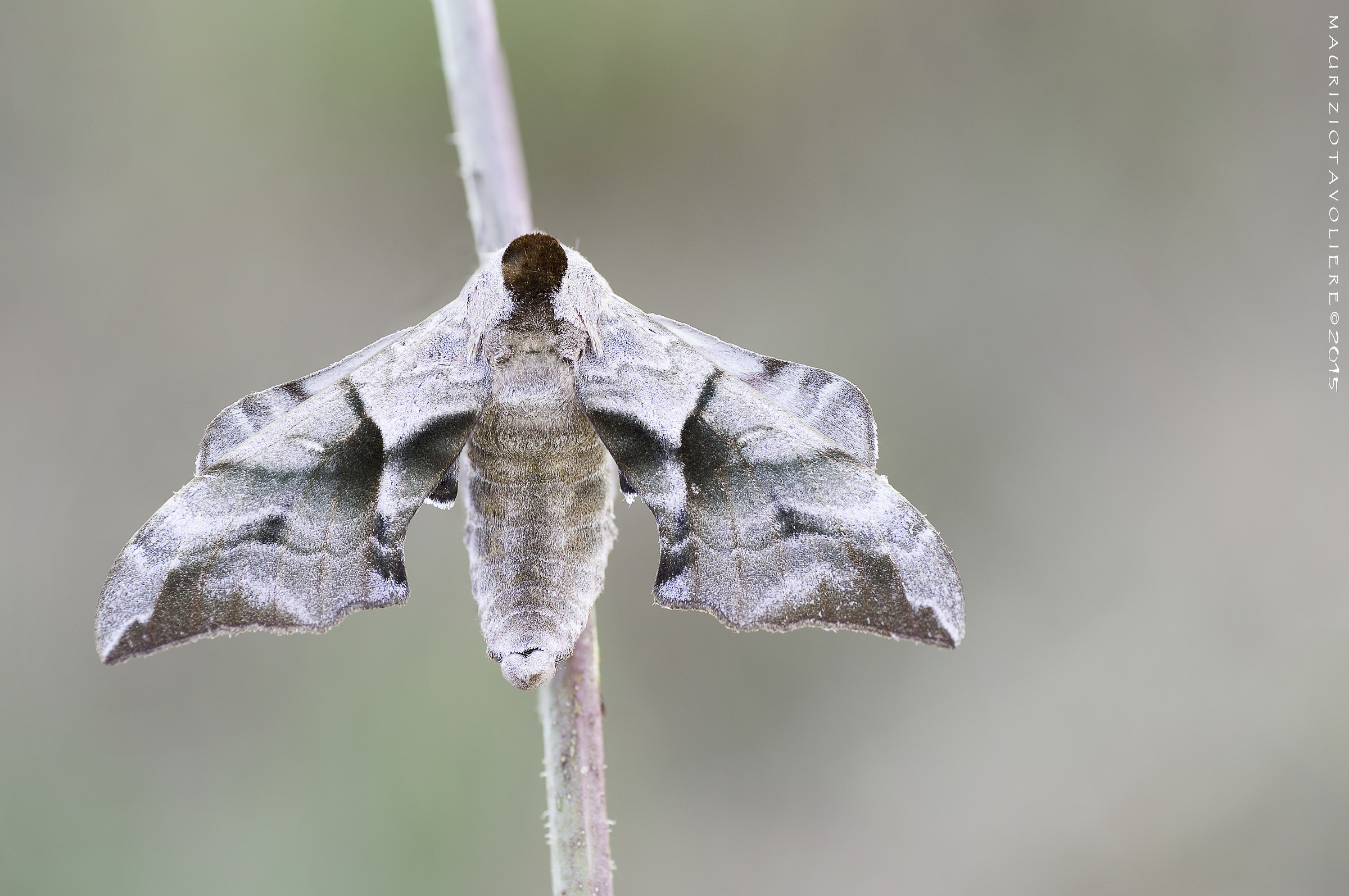 Smerinthus ocellata (Linnaeus, 1758).