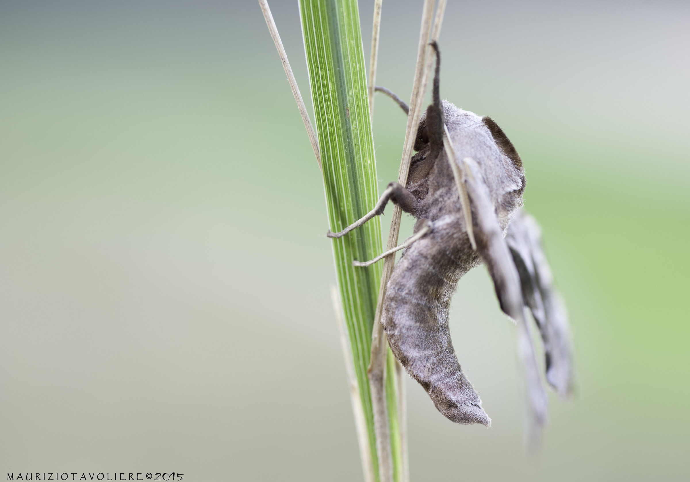 Smerinthus ocellata (Linnaeus, 1758).