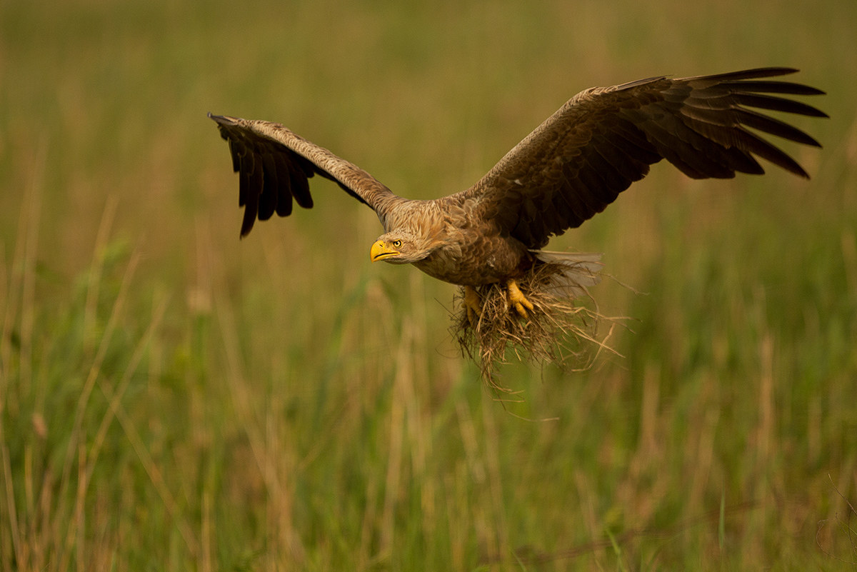 Haliaeetus albicilla