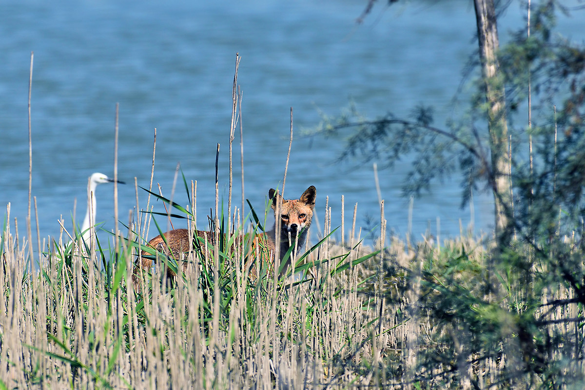 The Egret and the Fox