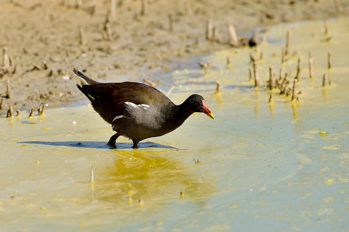 Moorhen