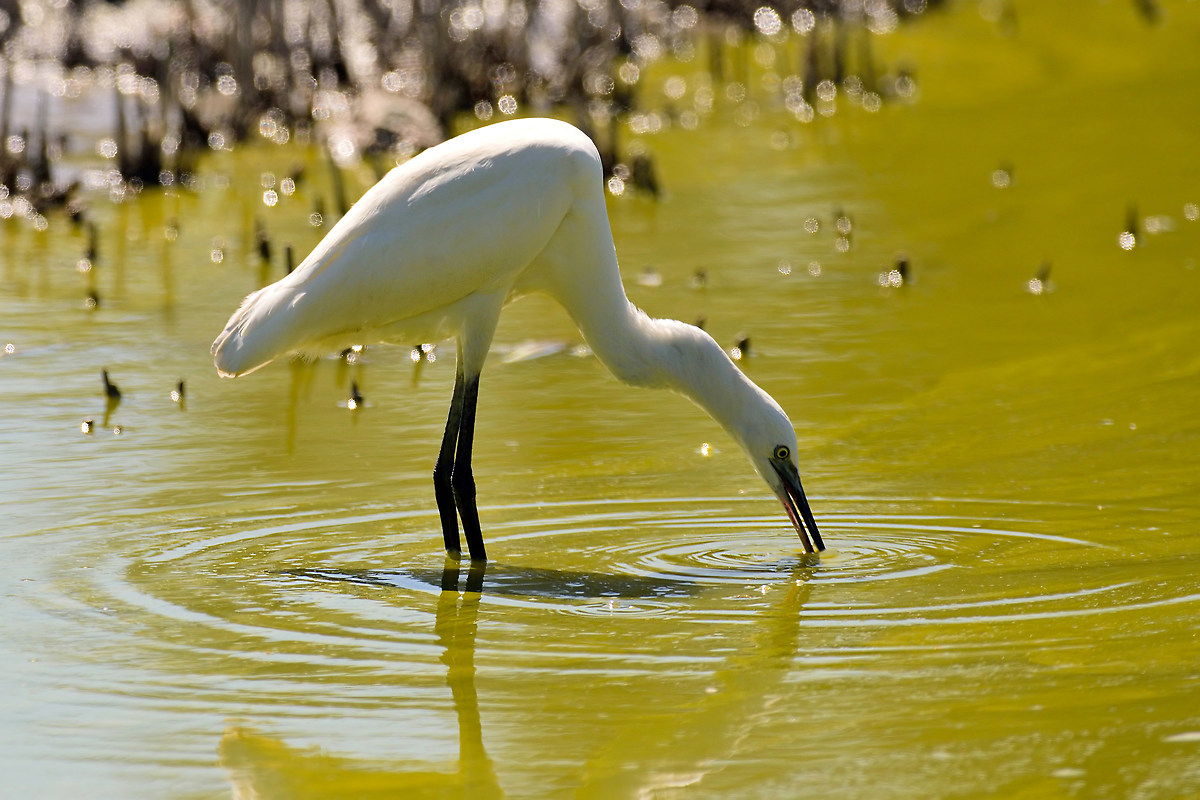 Egret Egret
