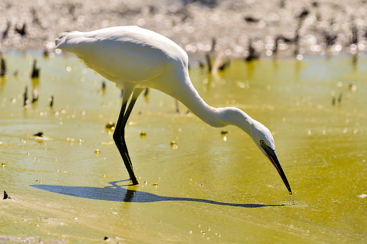 Egret Egret