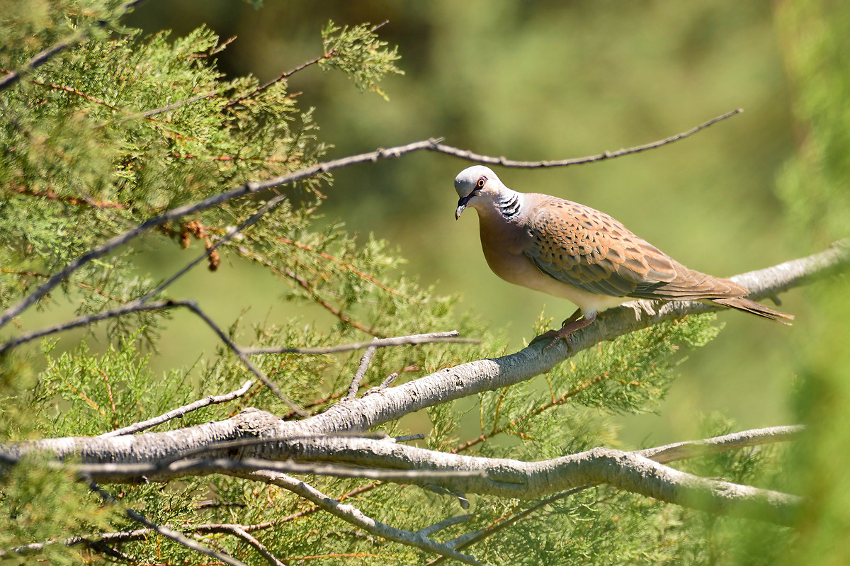 Turtle dove