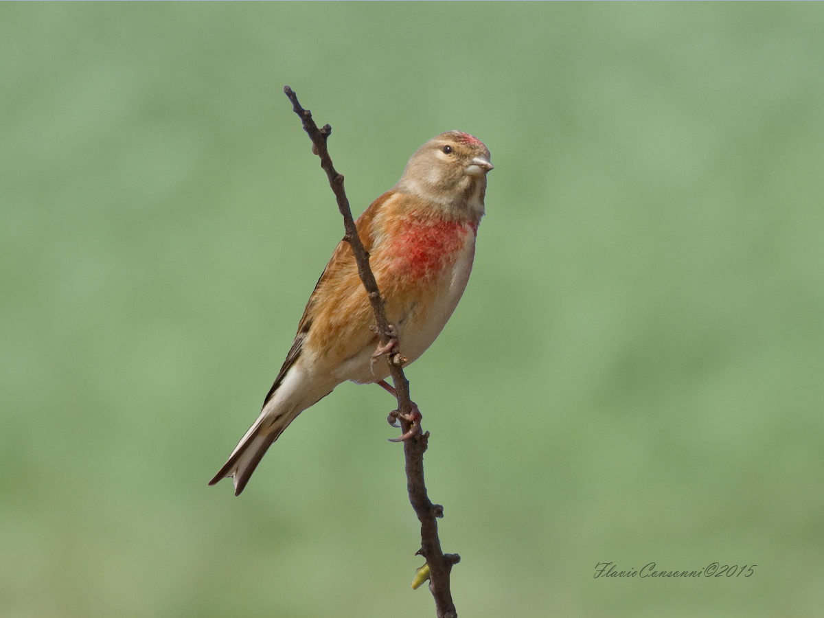 Linnet