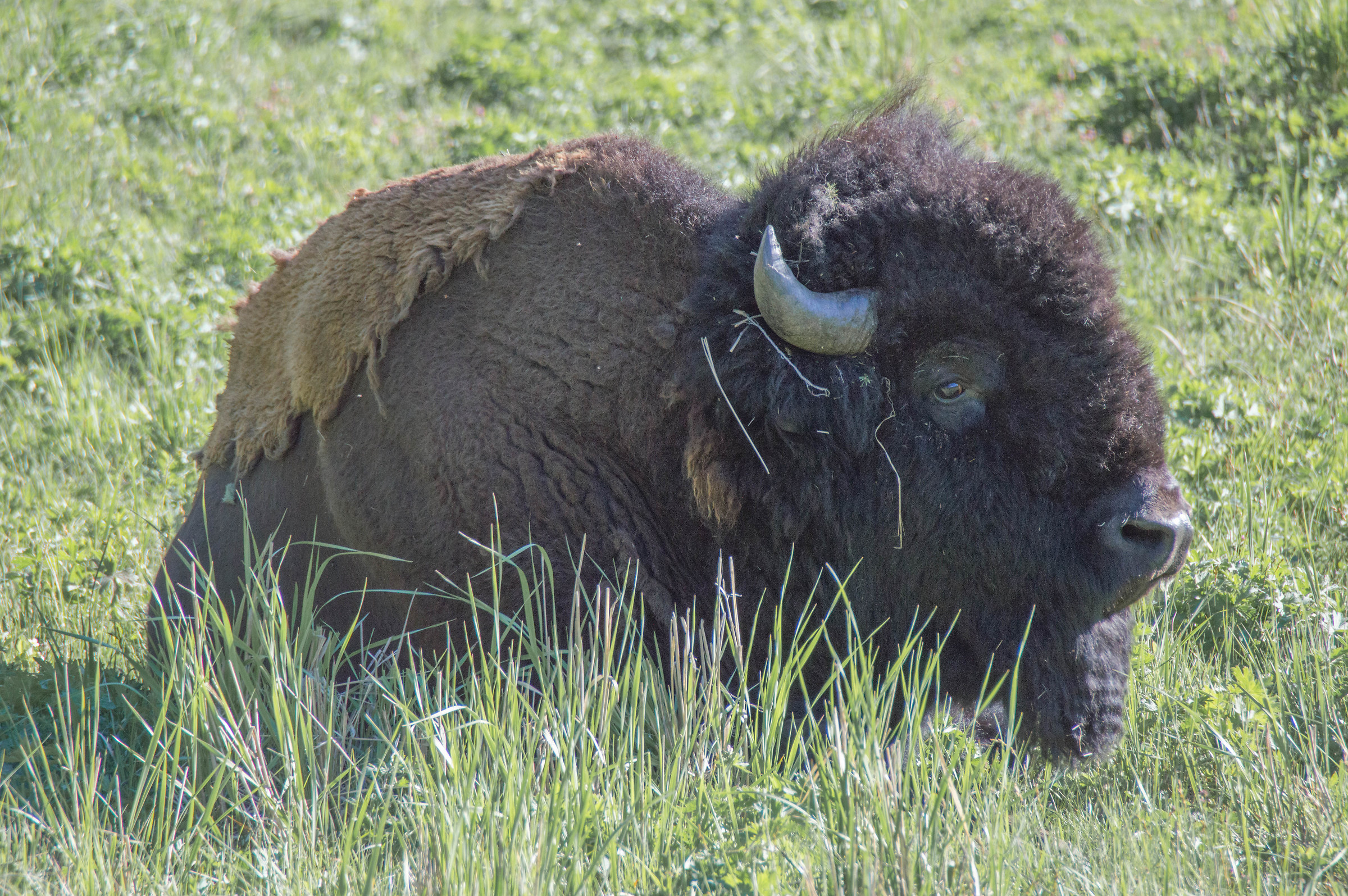 Il mio primo bisonte...