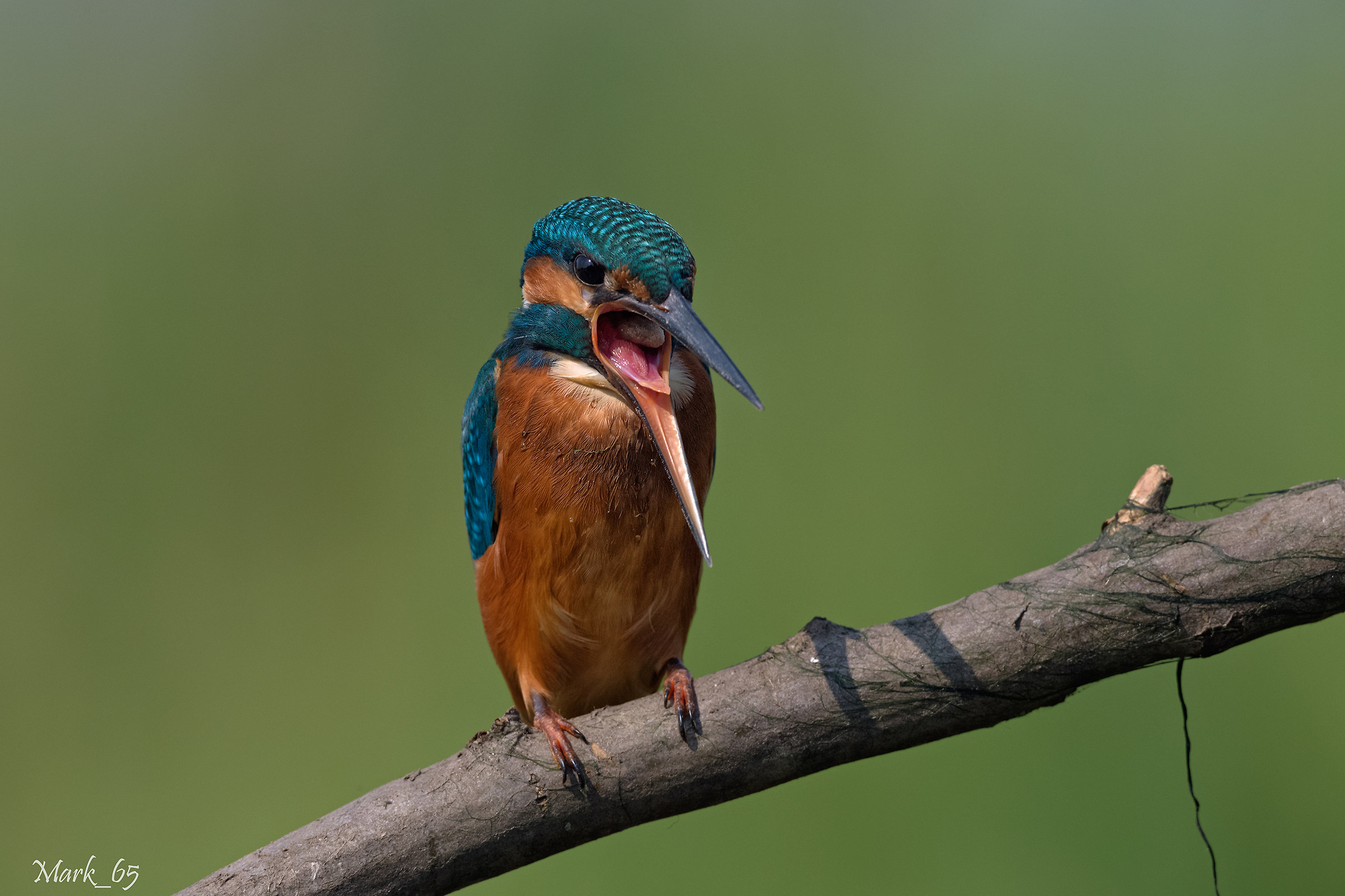 L'inconfondibile martino