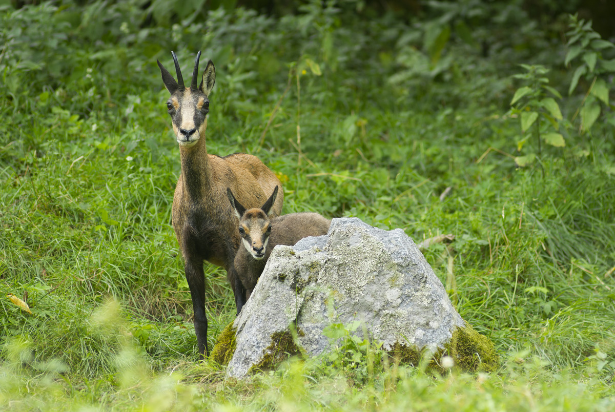 Chamois