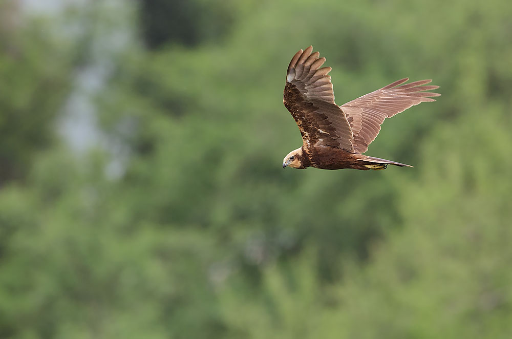 Marsh Harrier