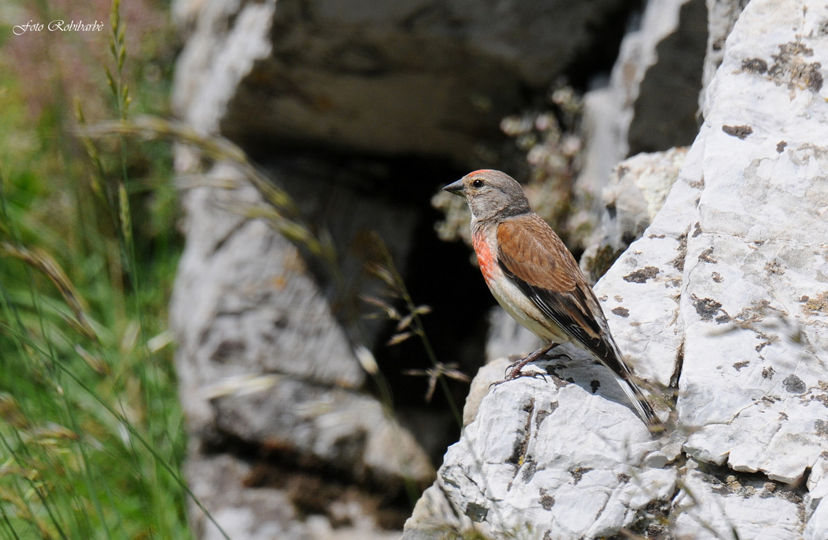 Fanello ....nel suo ambiente...