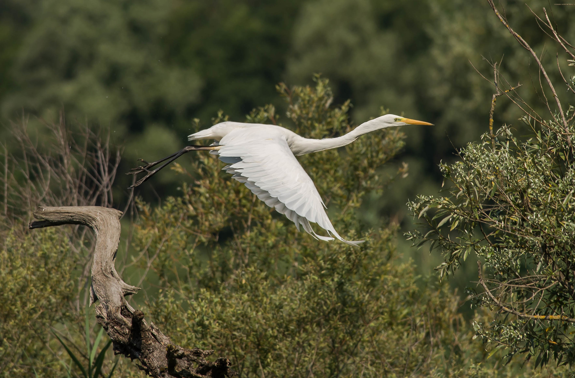 Great Egret 1