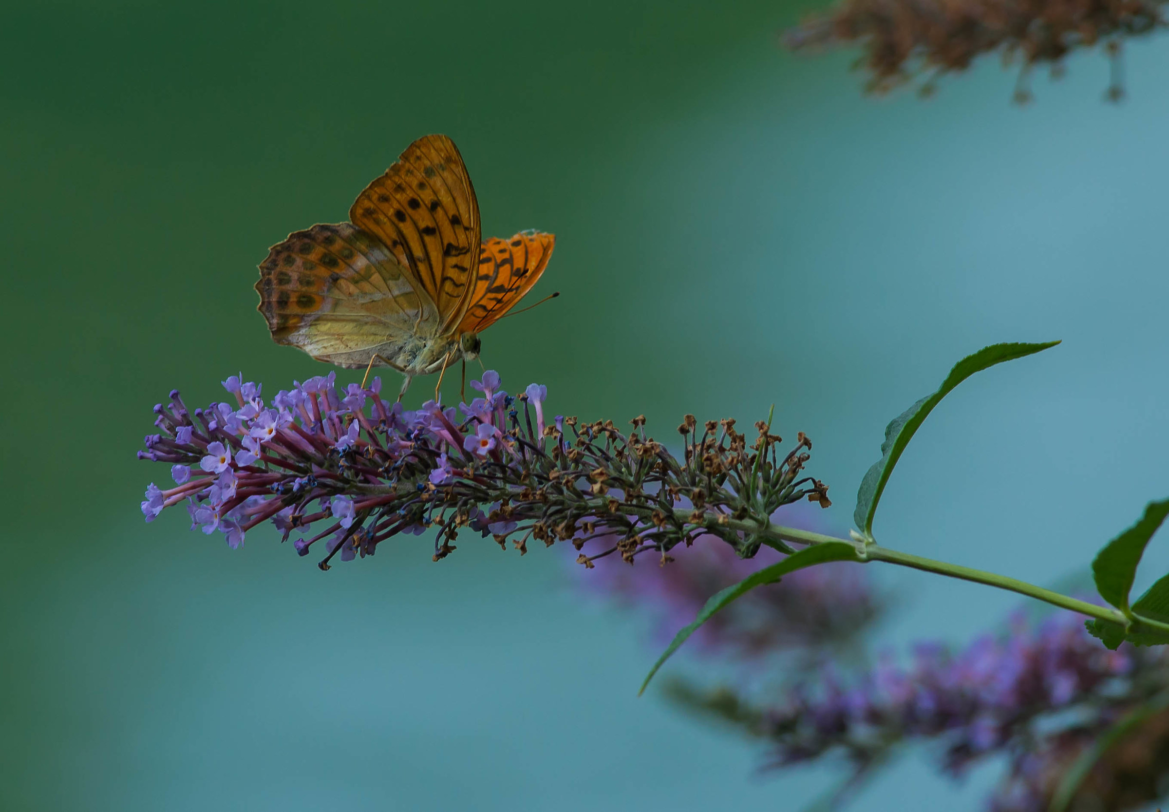 Argynnis pandora