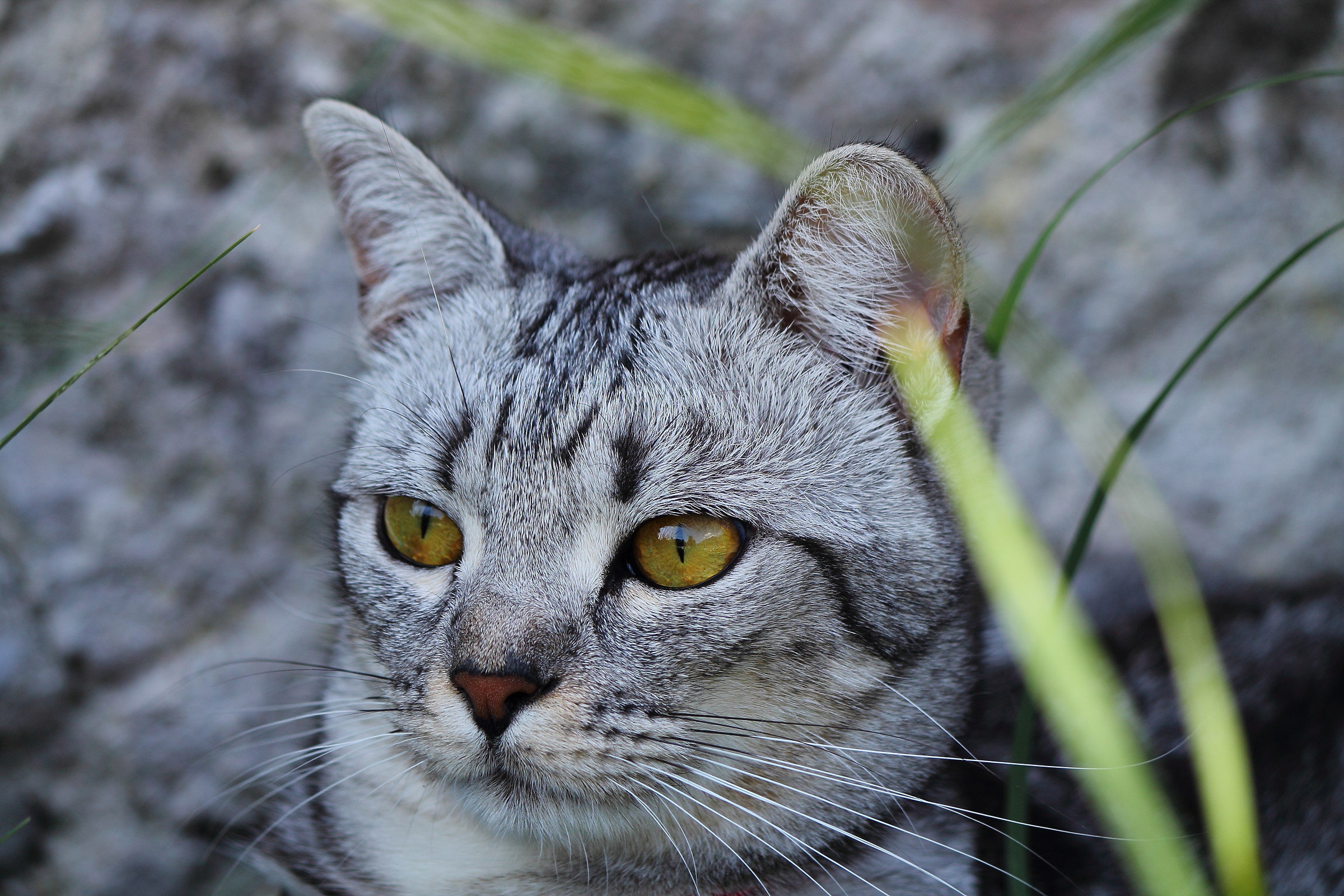 Attention Fatale ..........