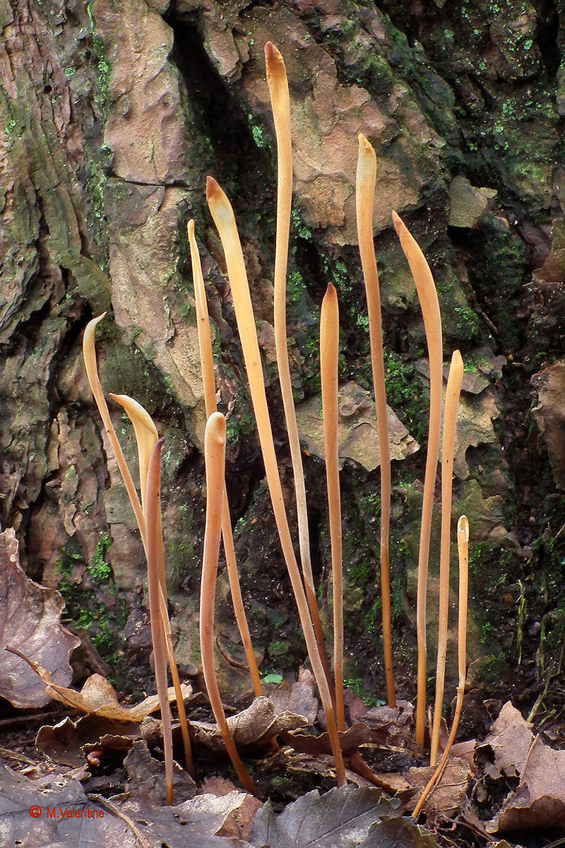 Pipa Club - Macrotyphula fistulosa