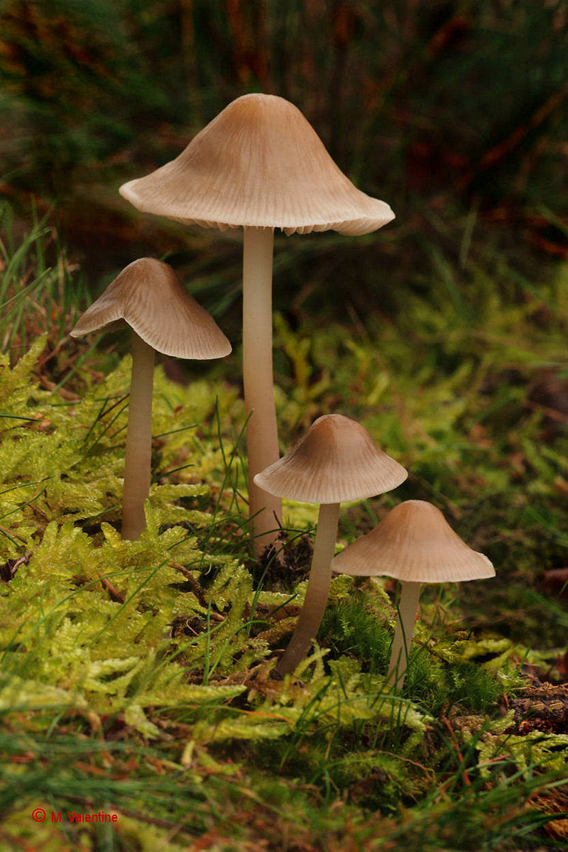 Bonnet comune - Mycena galericulata