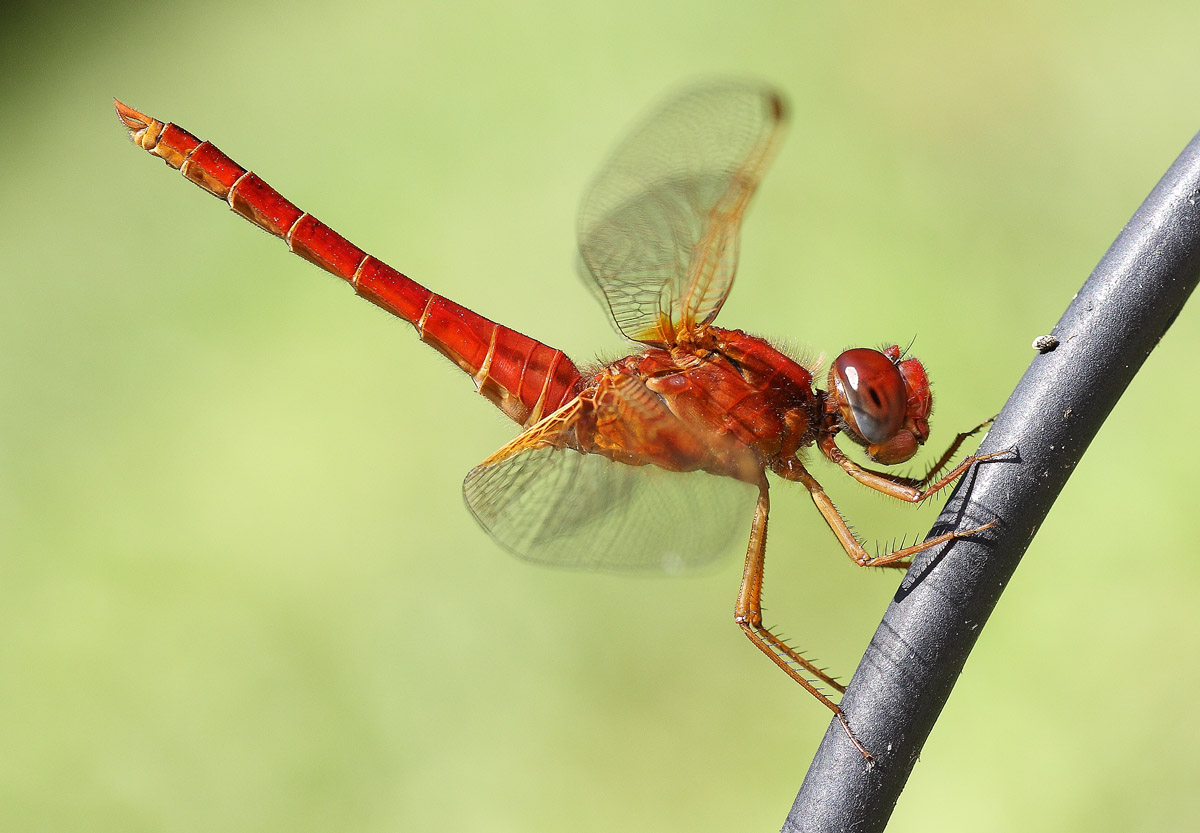 Crocothemis erythraea