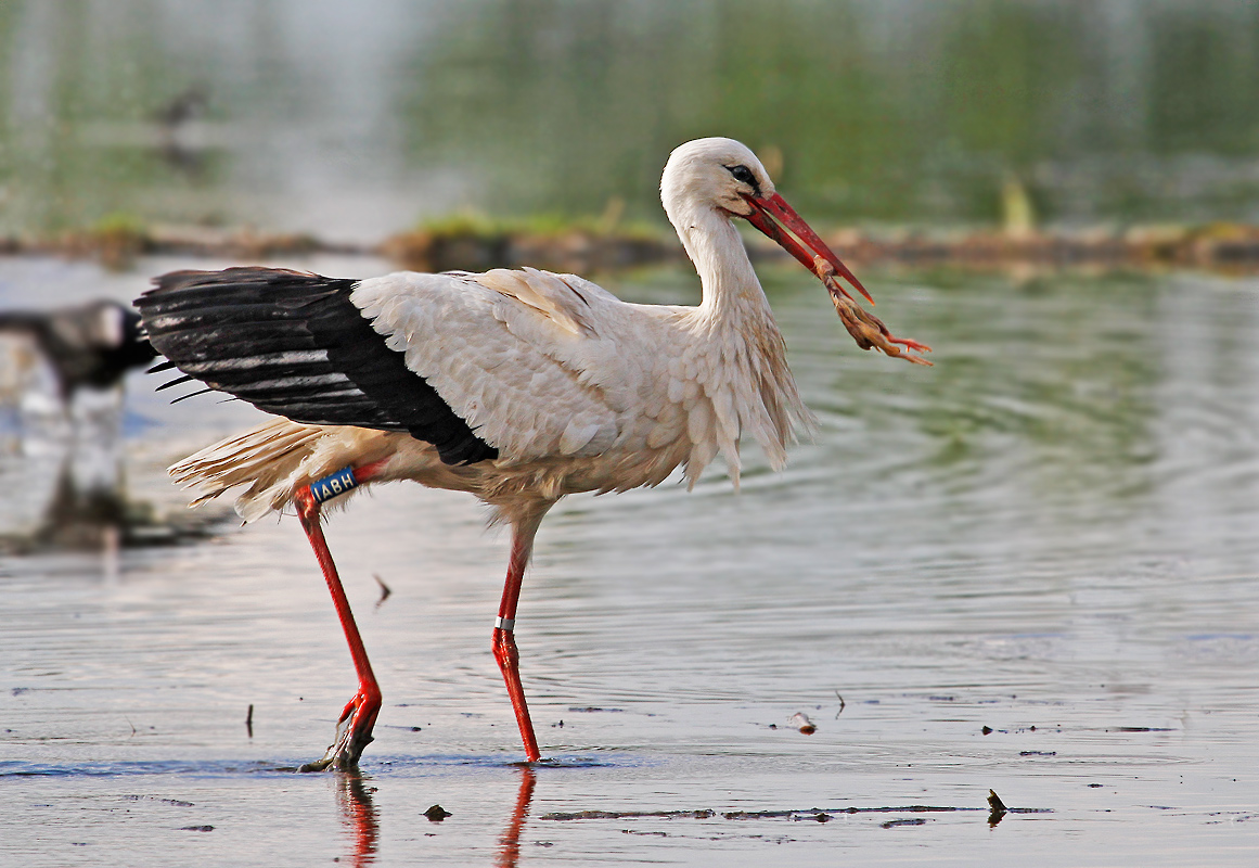 stork with prey