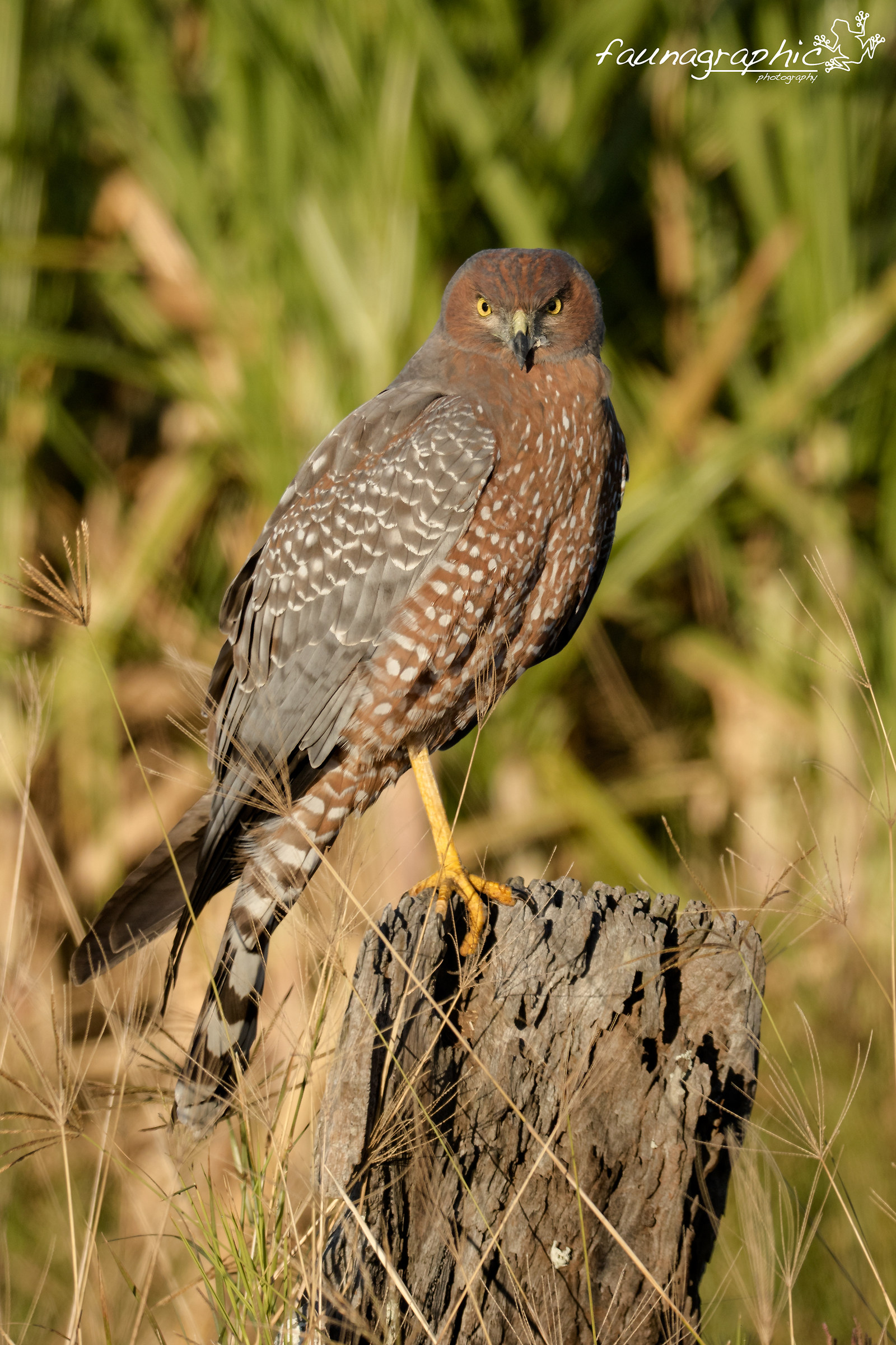 Spotted Harrier Perched