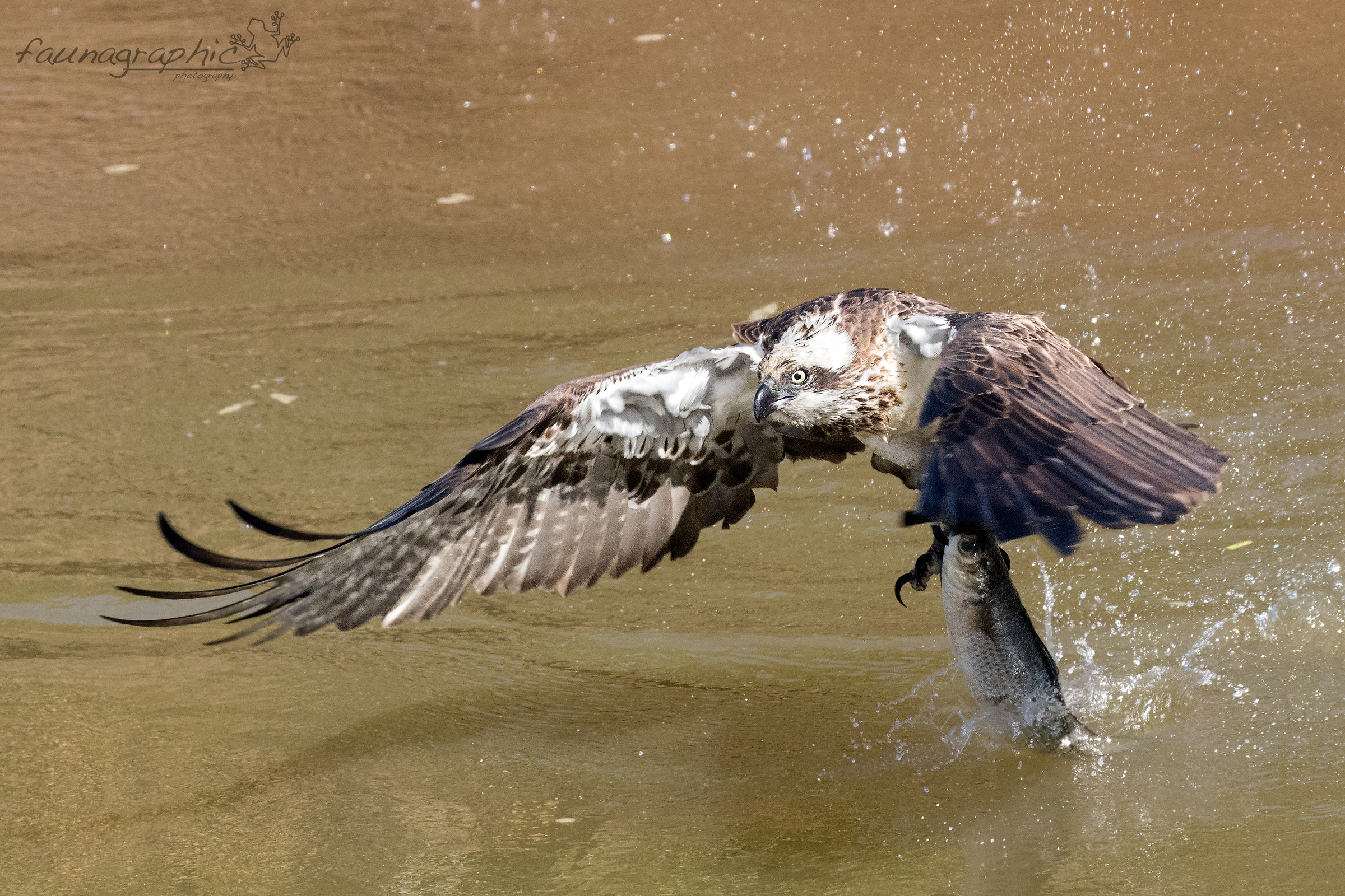 Osprey Catch