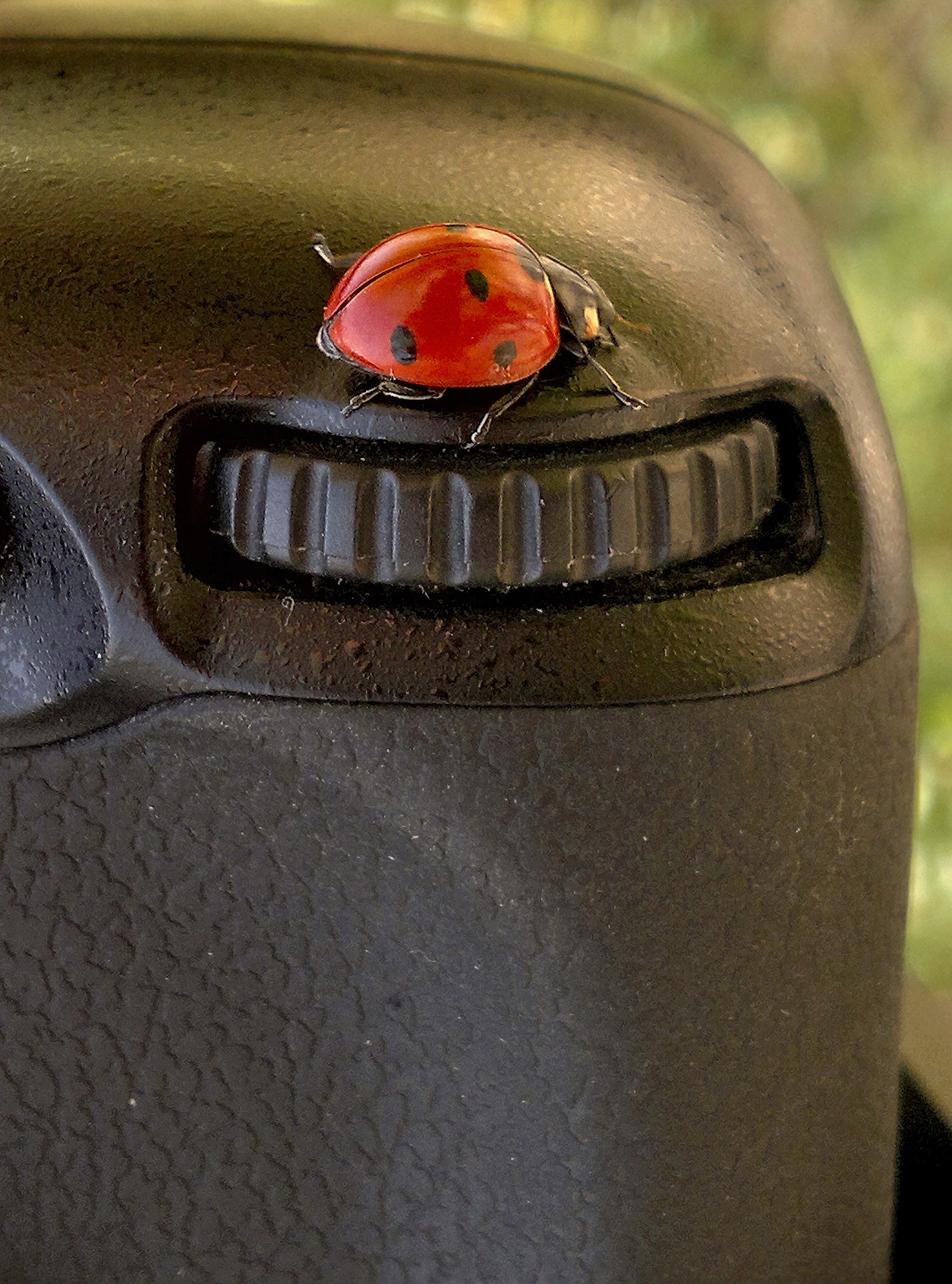 fotografando una coccinella