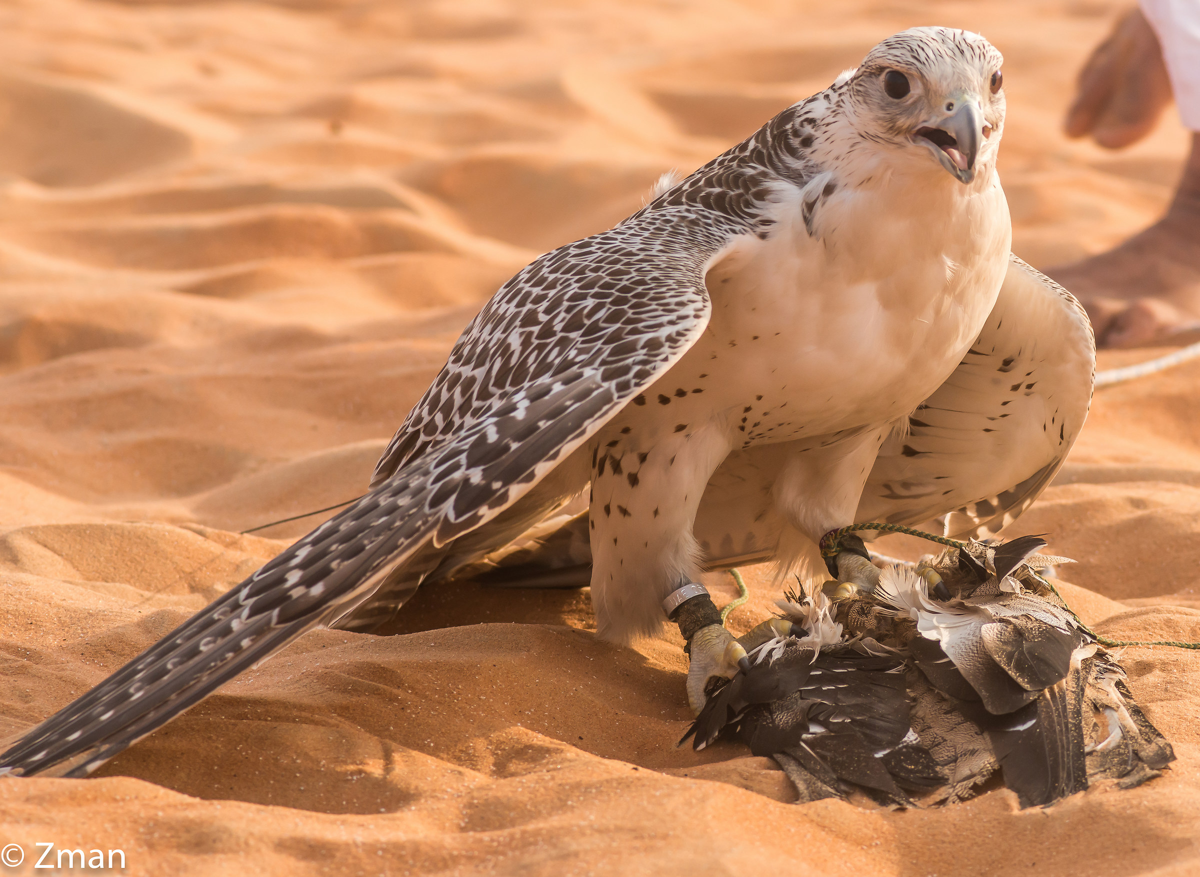 Falcon and The Catch