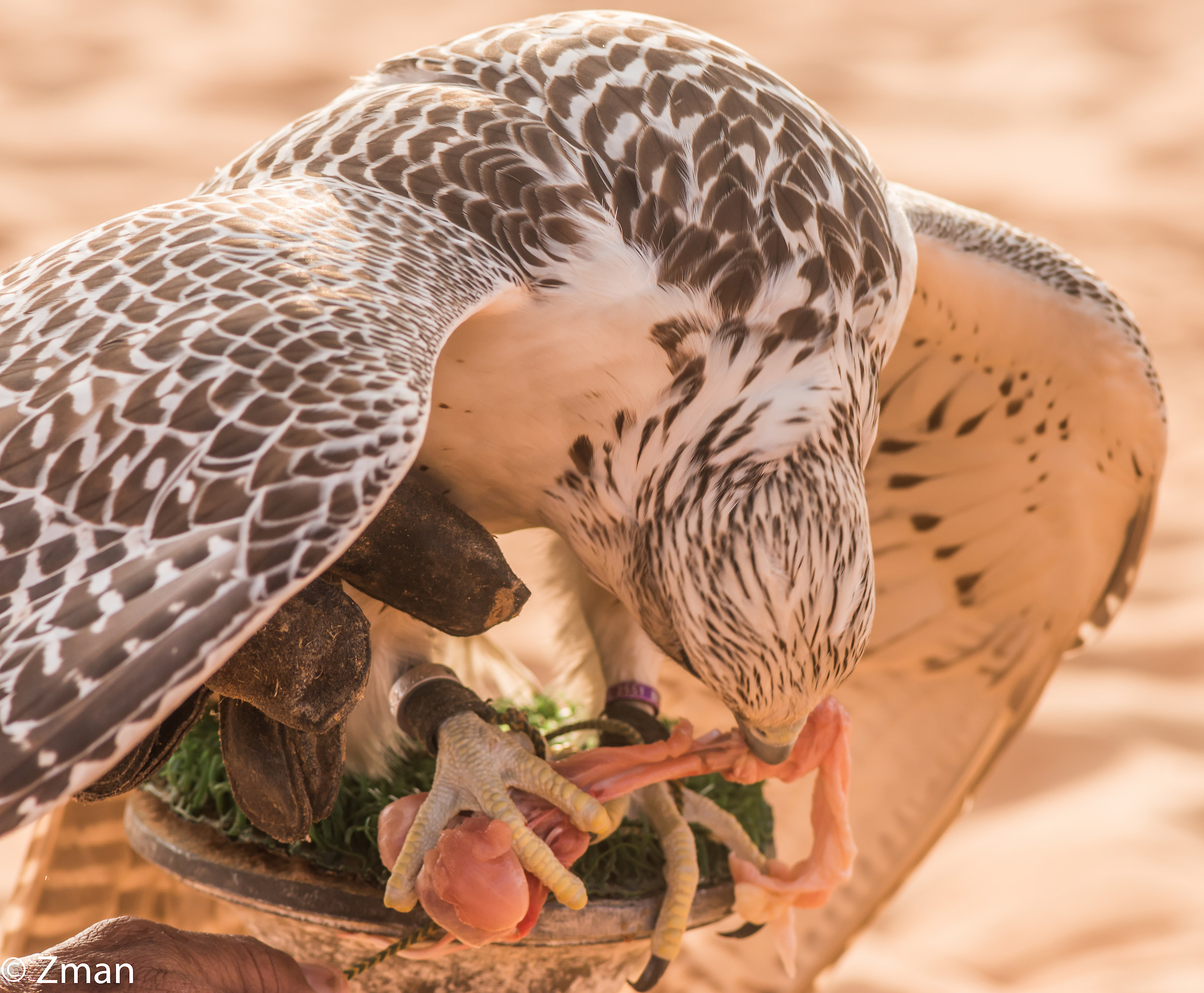 Falcon Awarded for His Catch