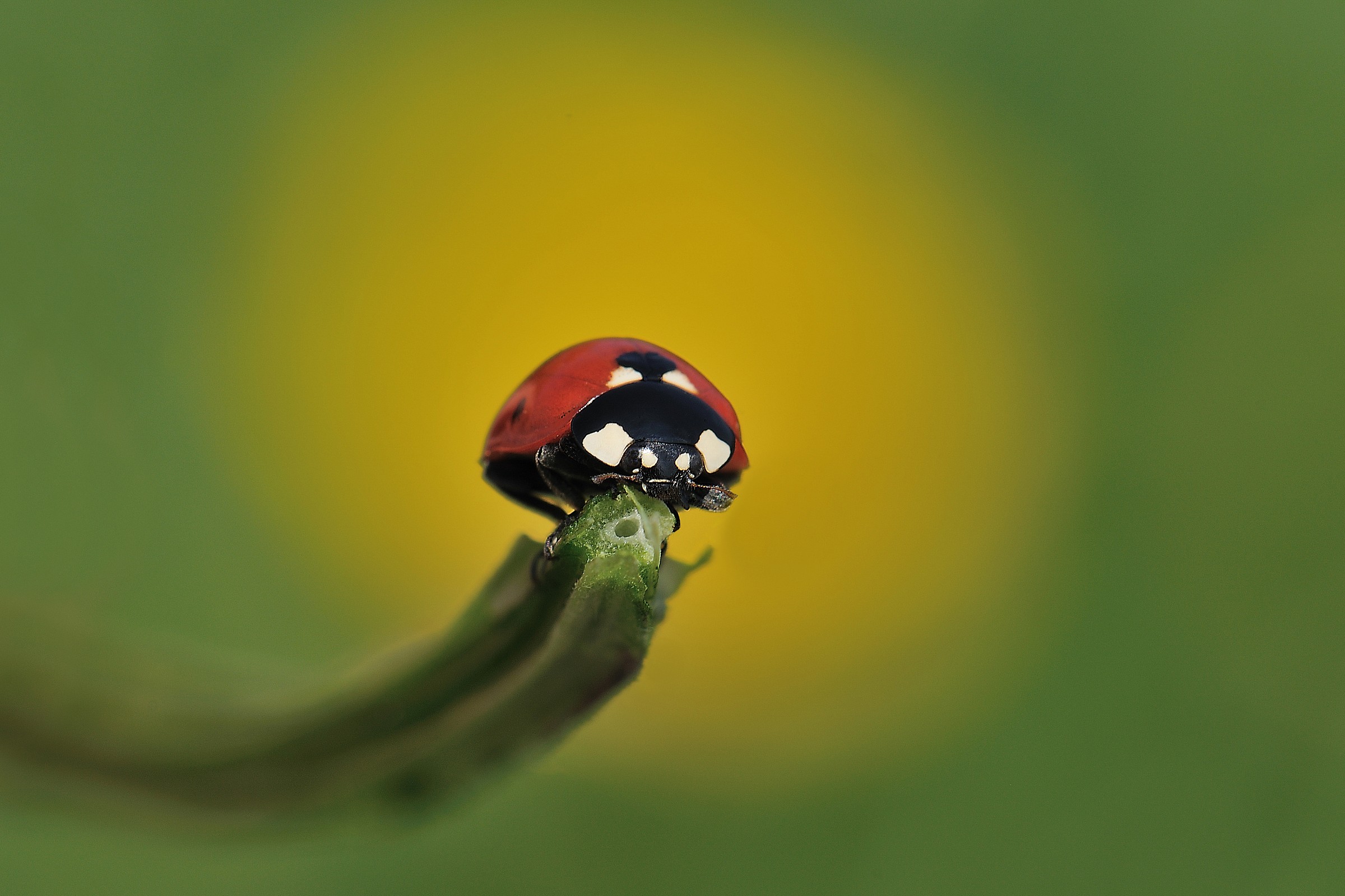 Coccinella