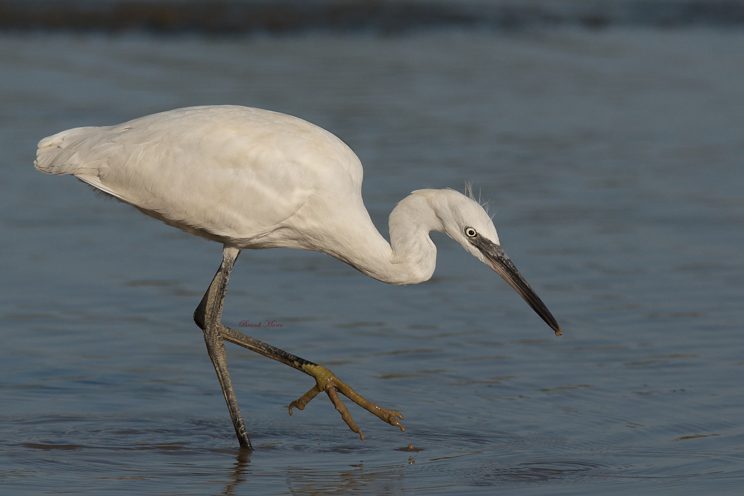 Egretta Garzetta