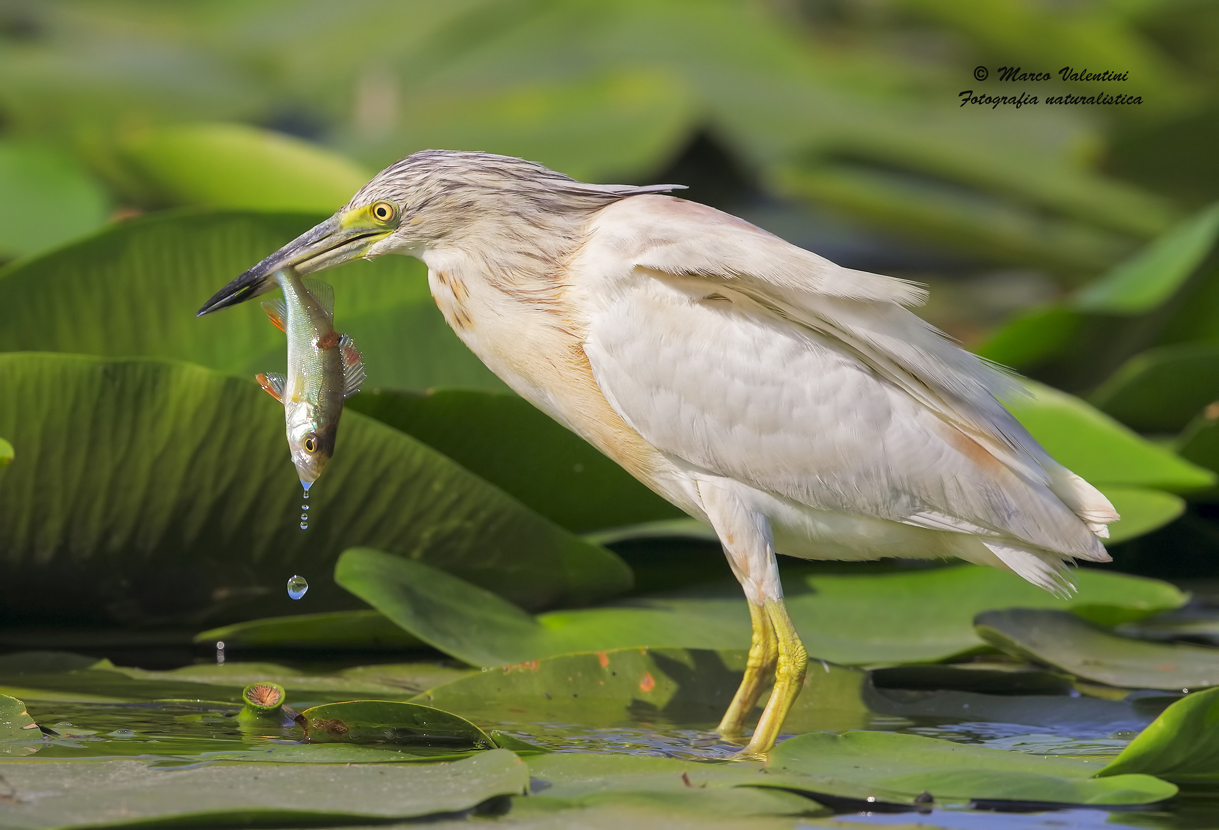 Le ultime gocce di vita