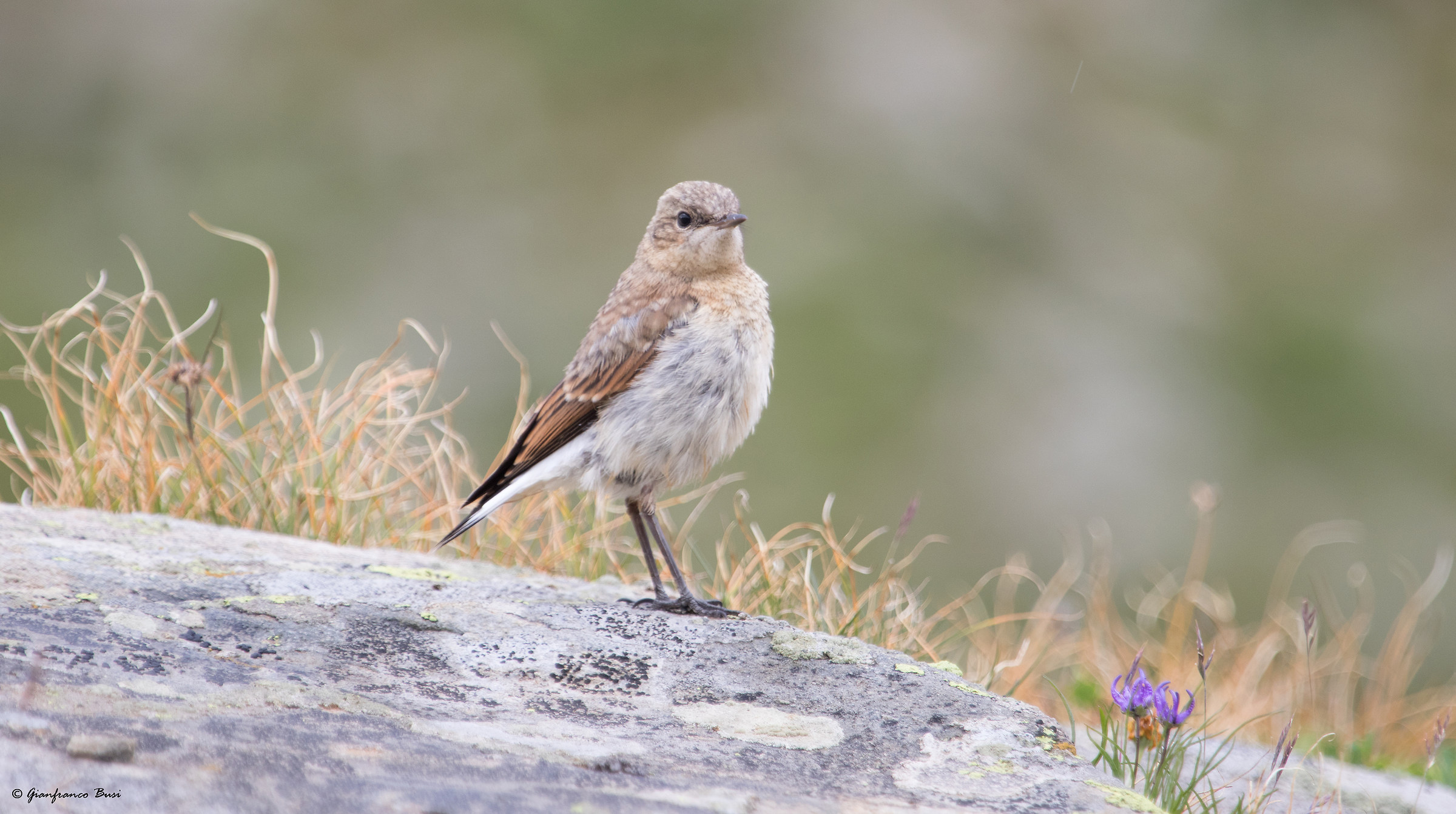 Wheatear - oenanthe oenanthe