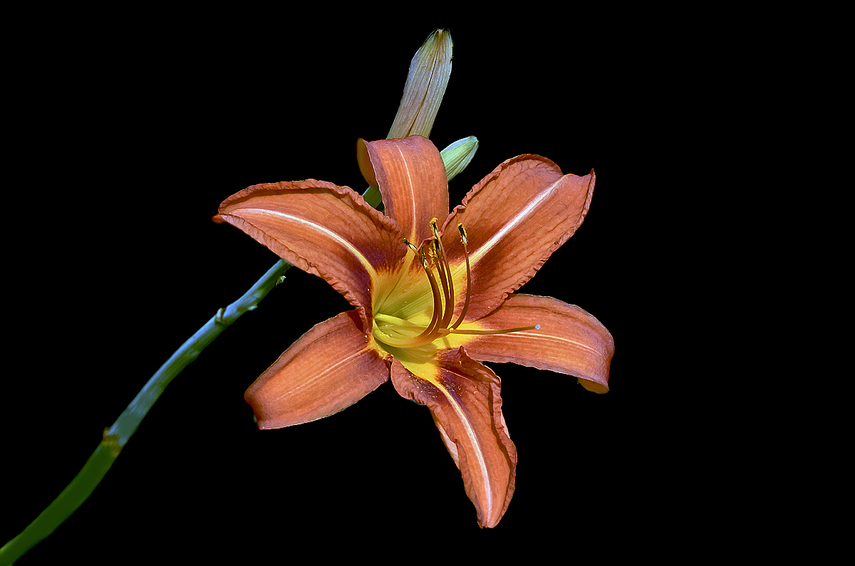 Lilium