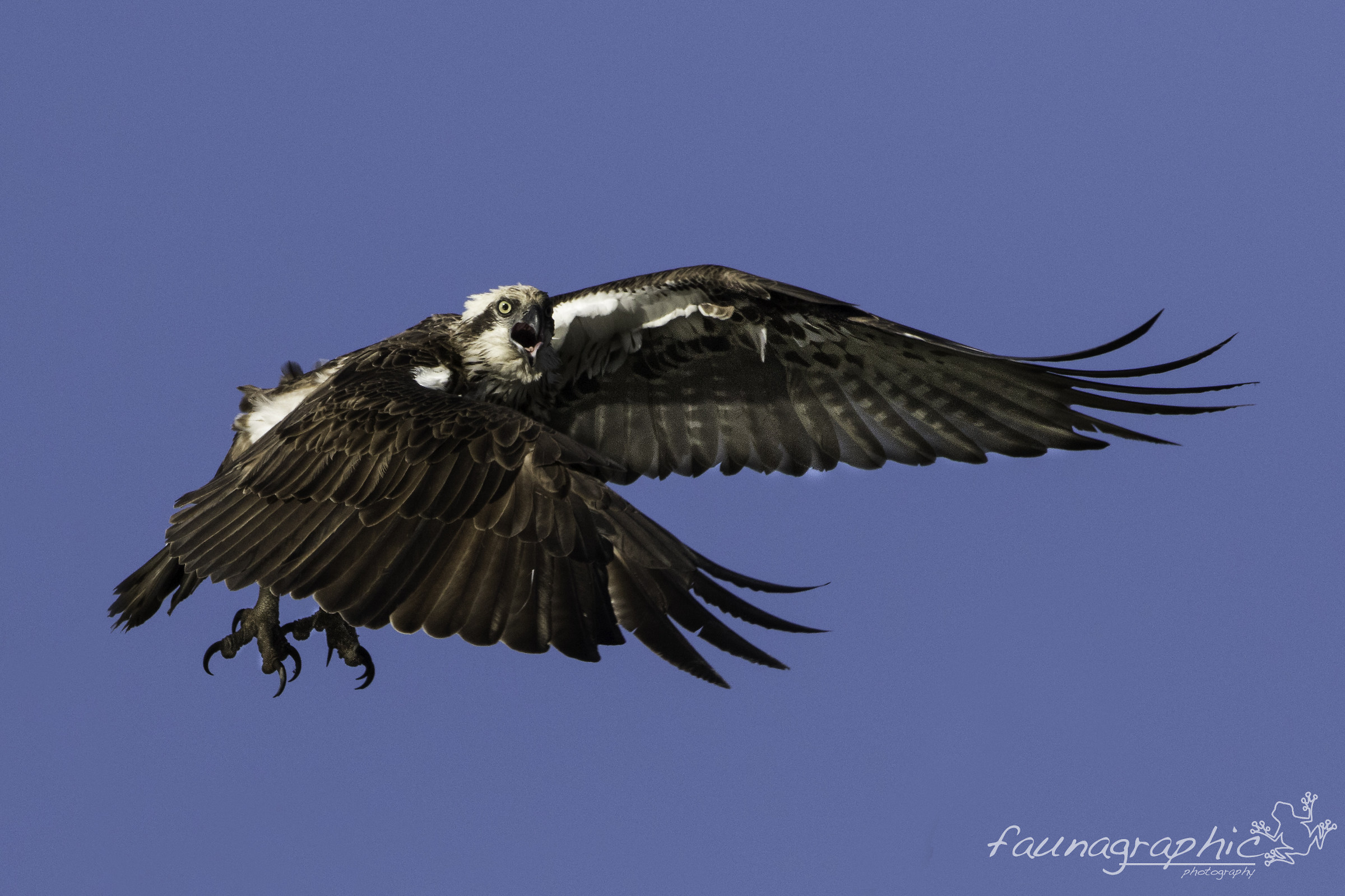 Female Eastern Osprey in Alarm