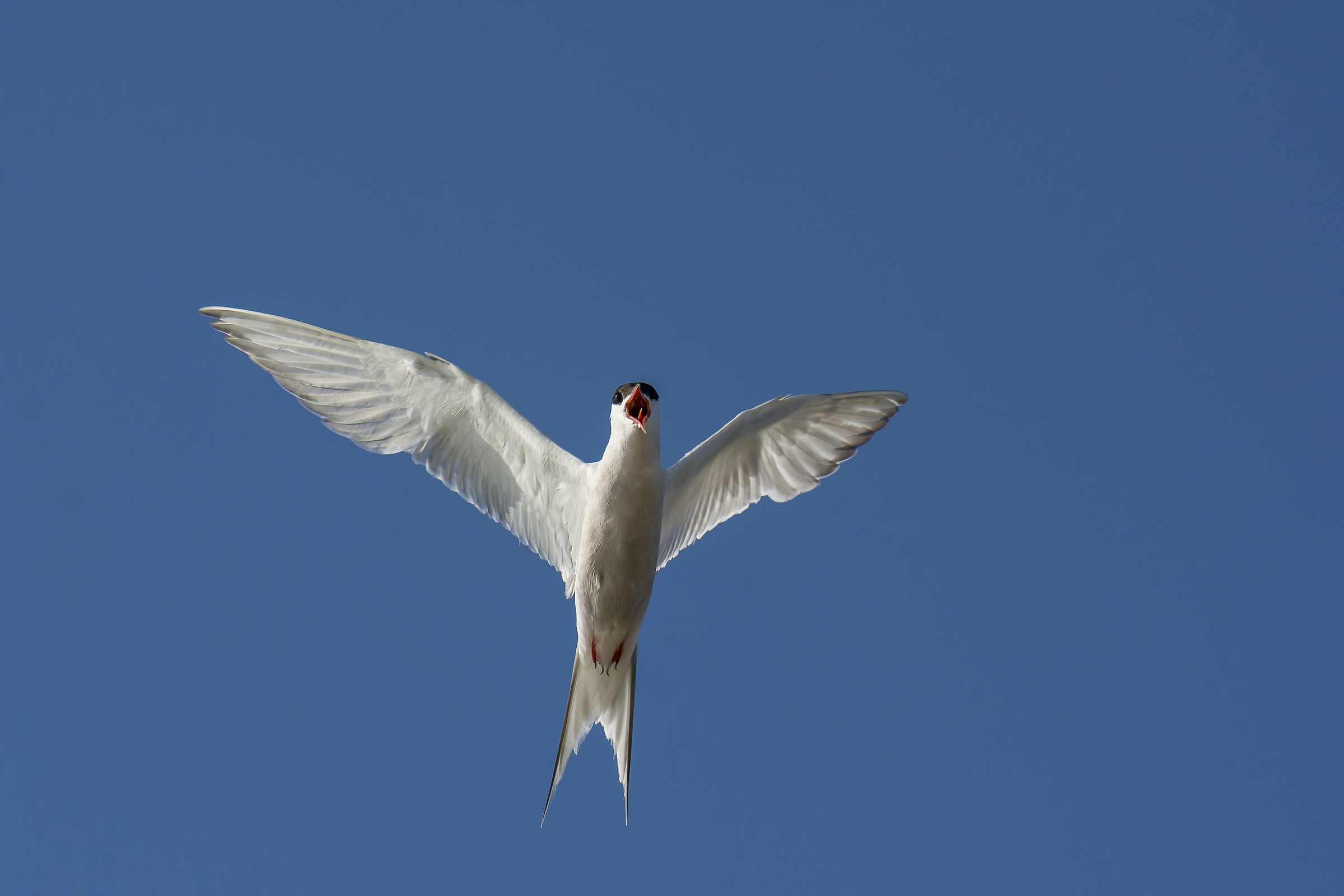 Tern