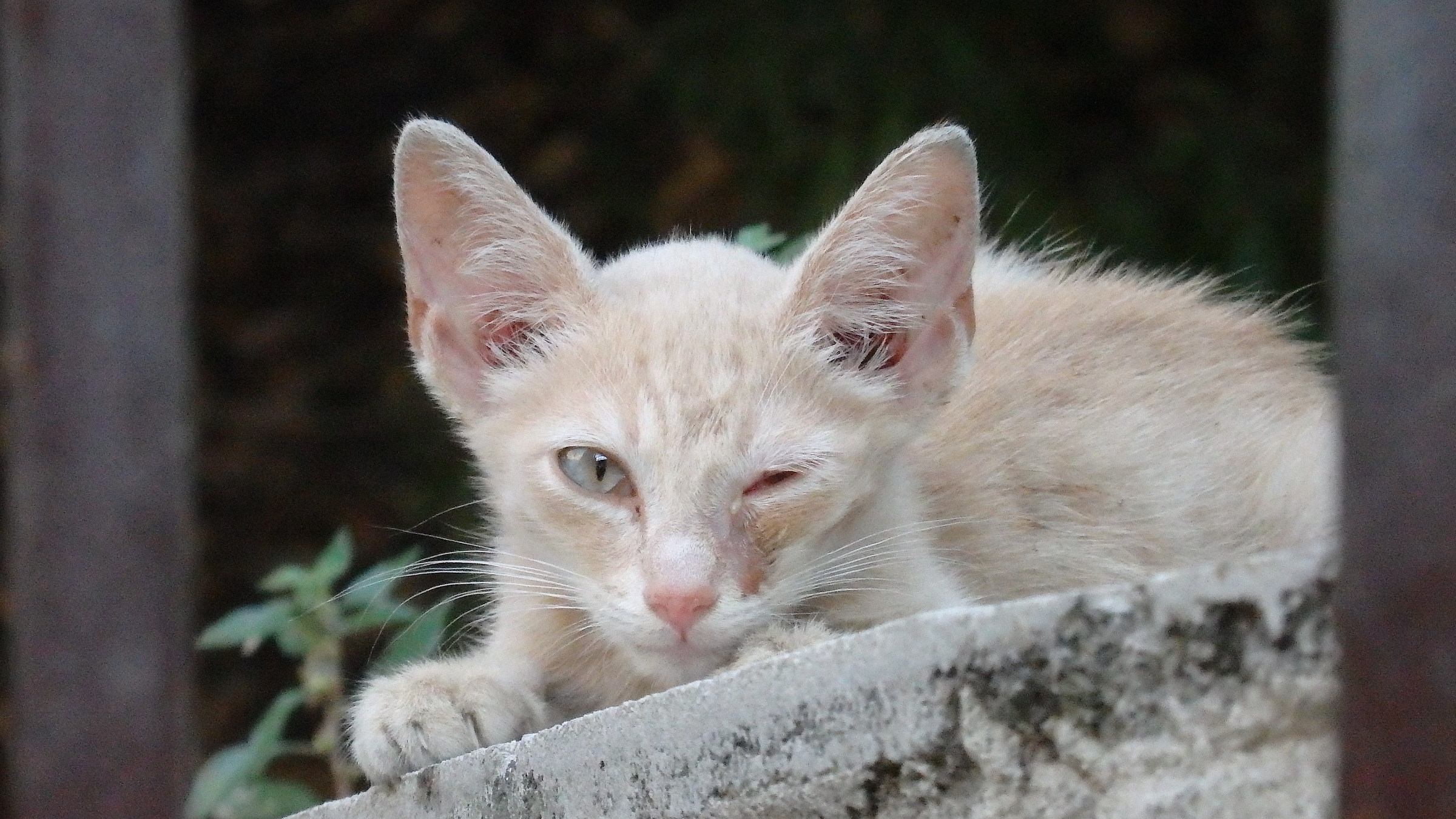 Never wake a sleeping cat ...