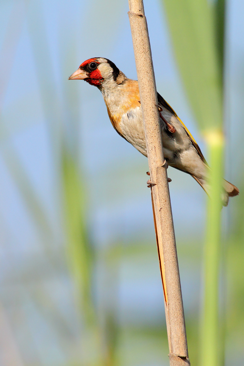 goldfinch