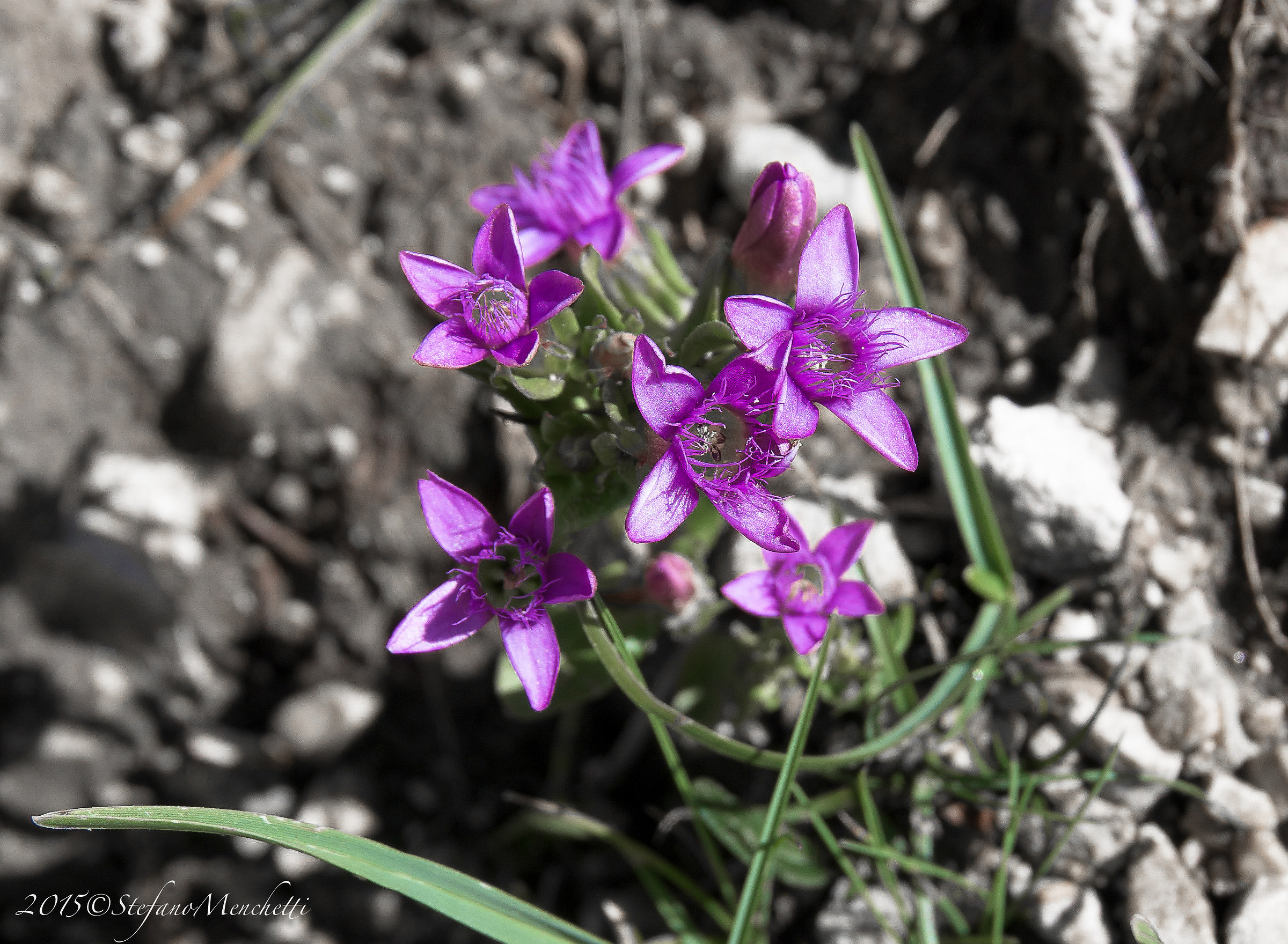 saxifraga oppositifolia