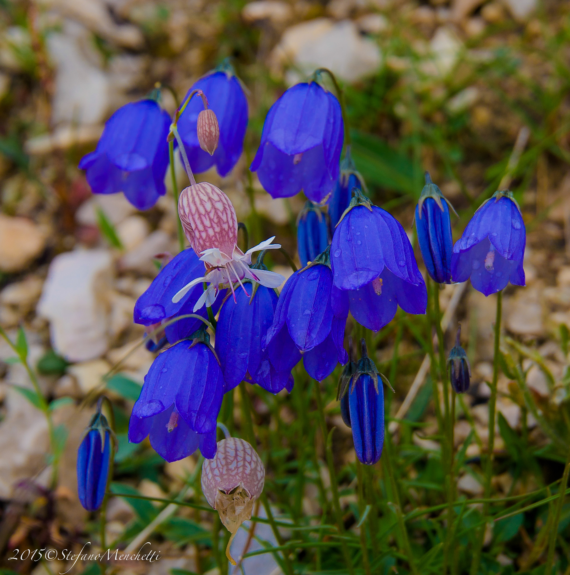 Campanula scree