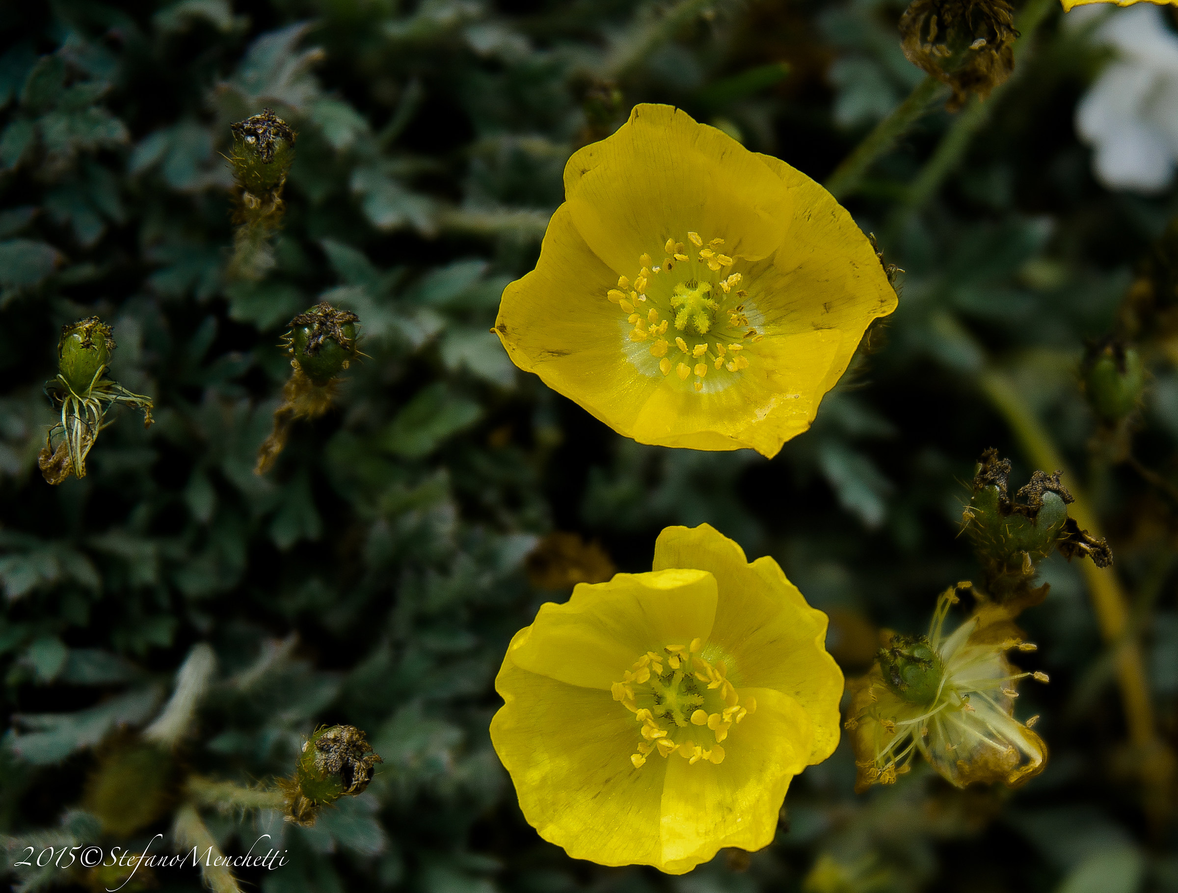 Rhaetian Alpine poppy