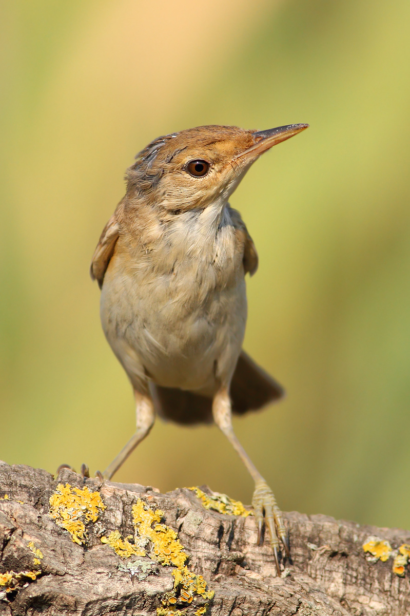Young Warbler