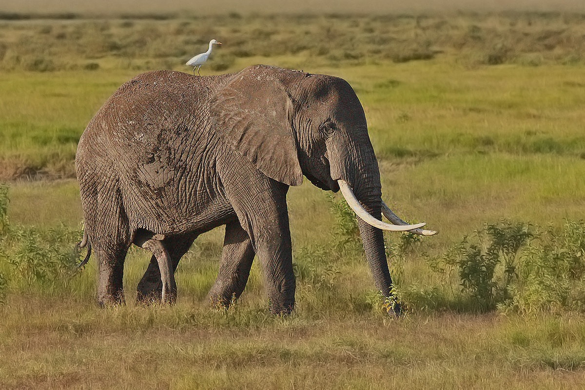 Il maschio e la sua guida