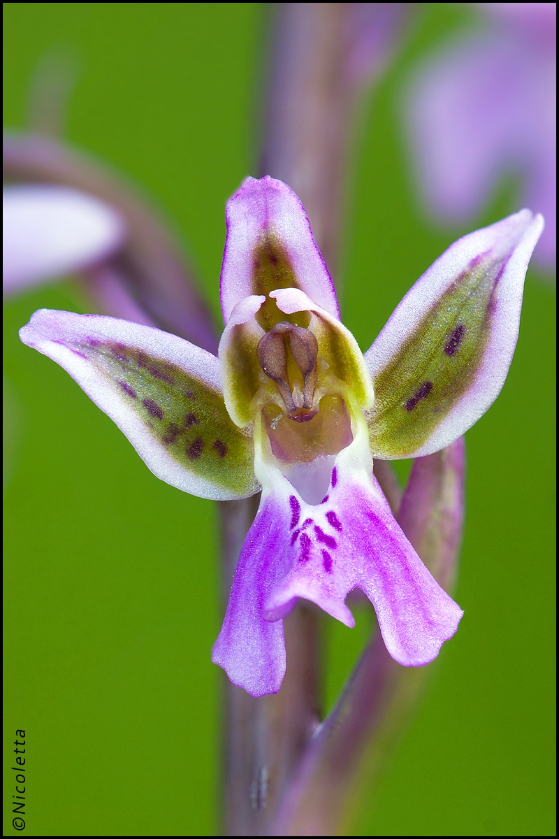 Orchis Patens