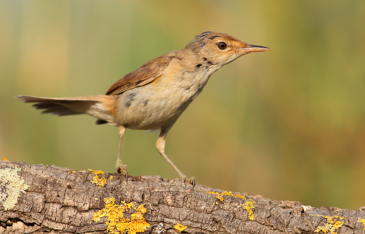 Young Warbler