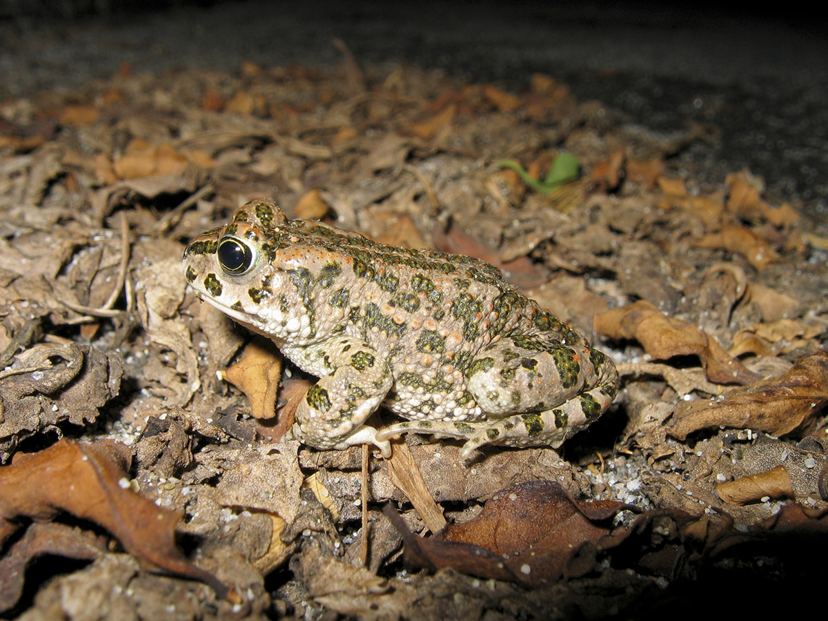 Rospetto in giardino