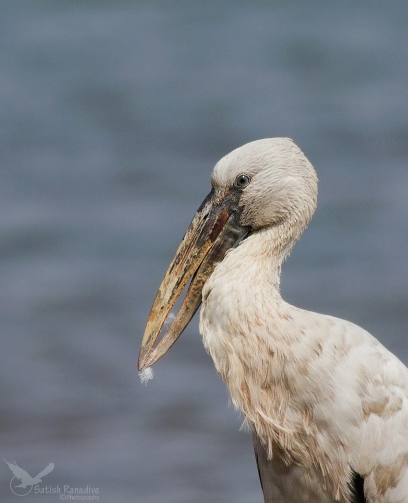 Asian Openbill.