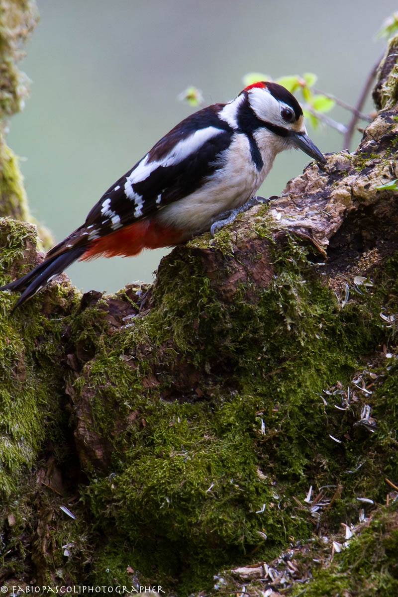 Picchio Rosso Maggiore