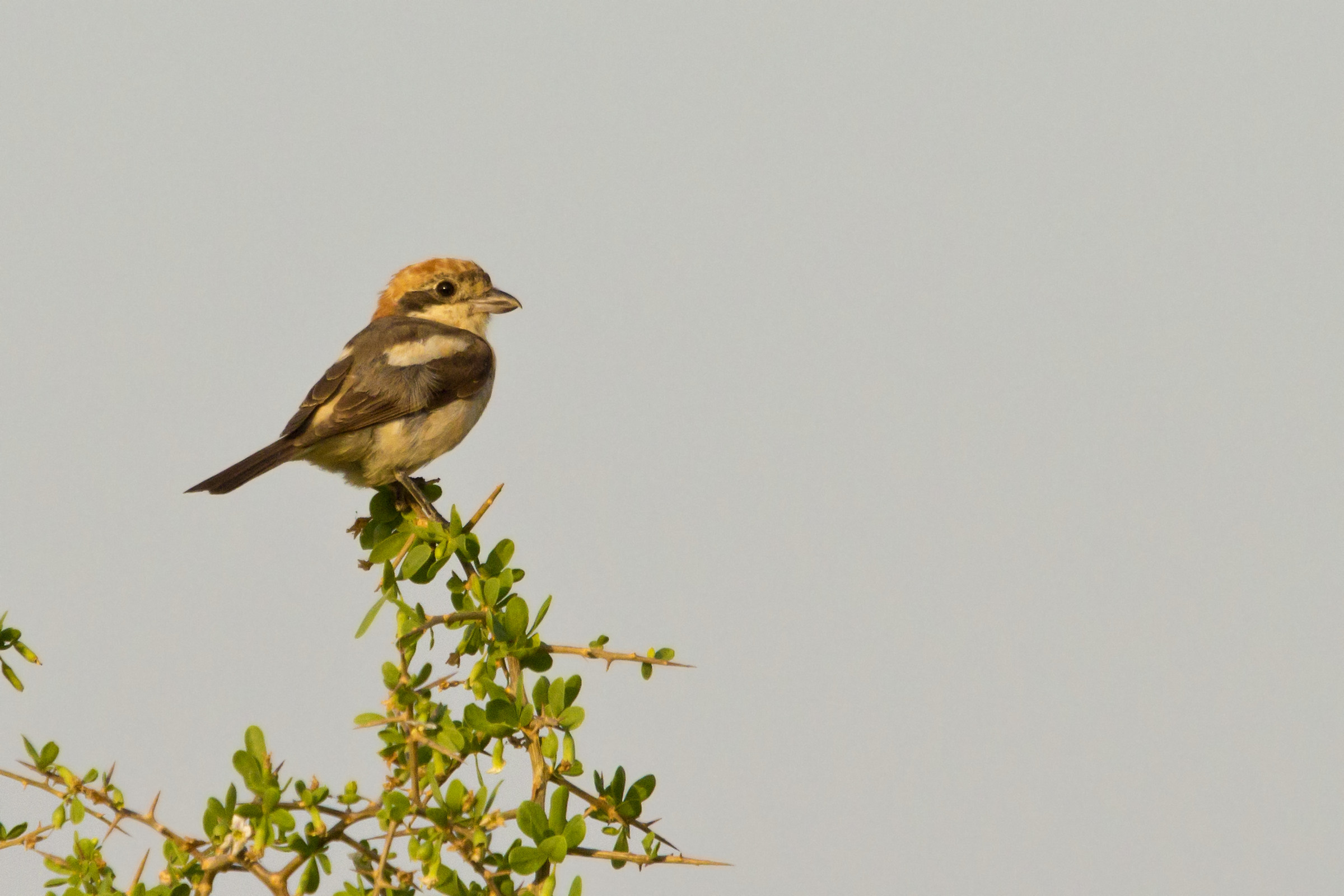 Woodchat Shrike