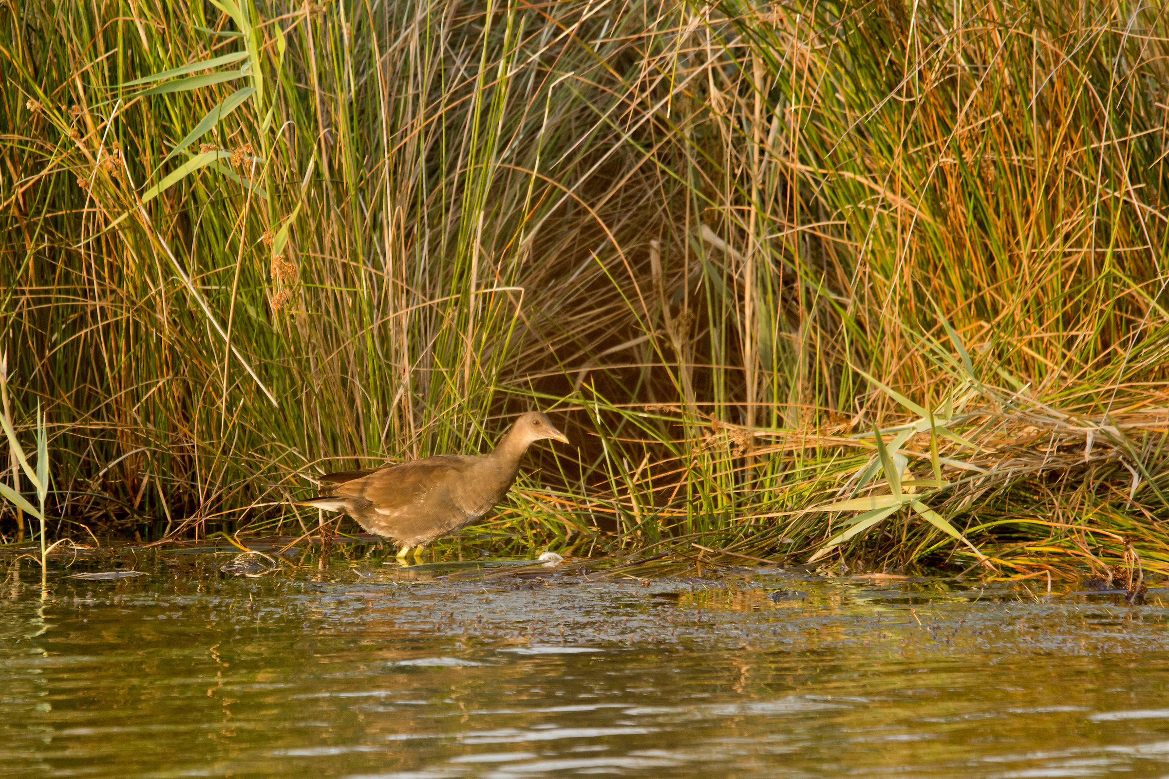 my first porciglione