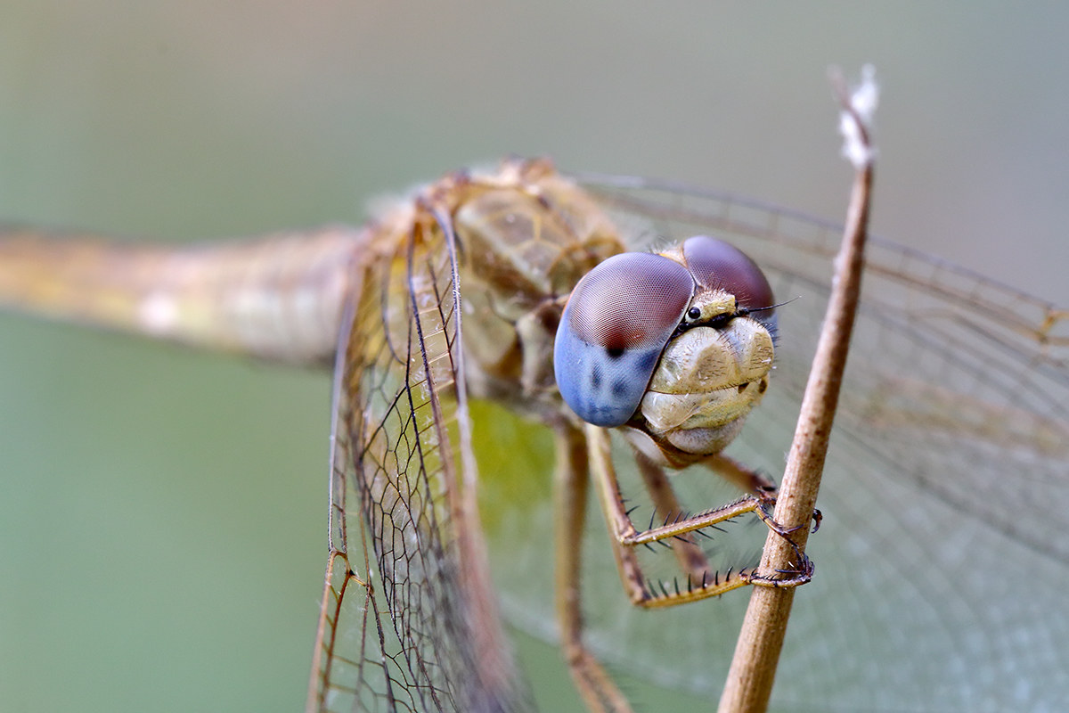Crocothemis Erythraea