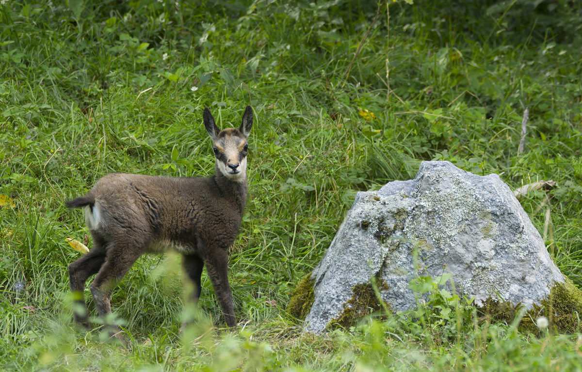 Small chamois